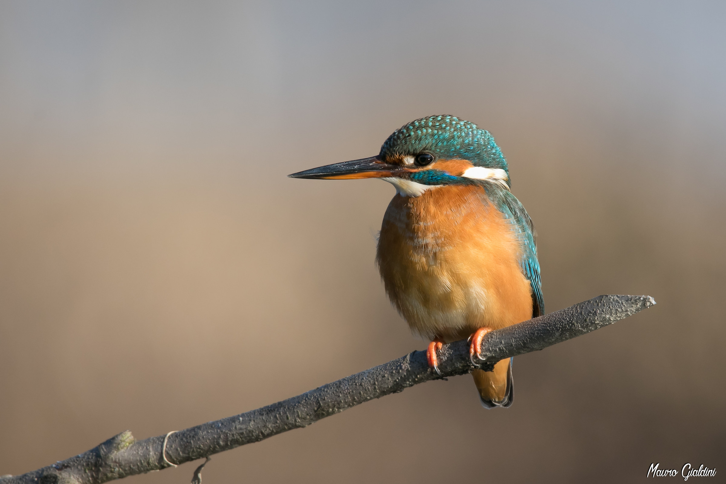 Il riposo della Martina