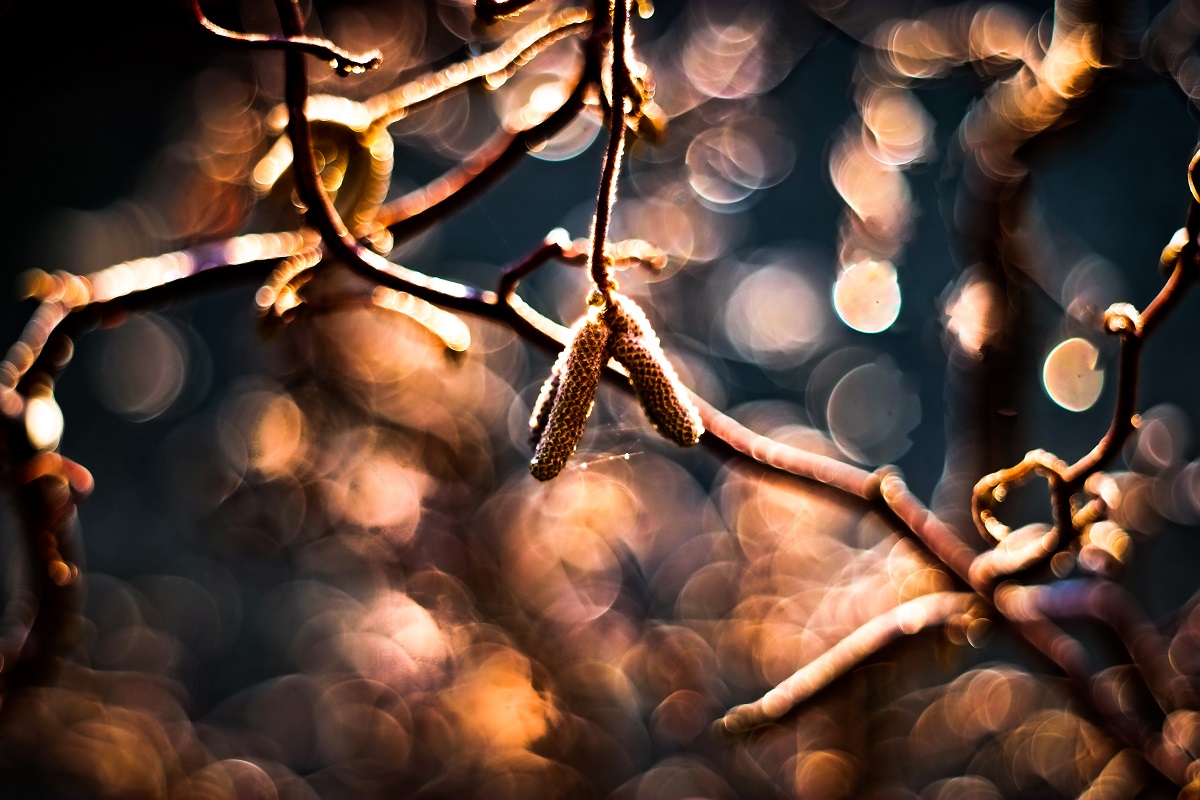 bokeh