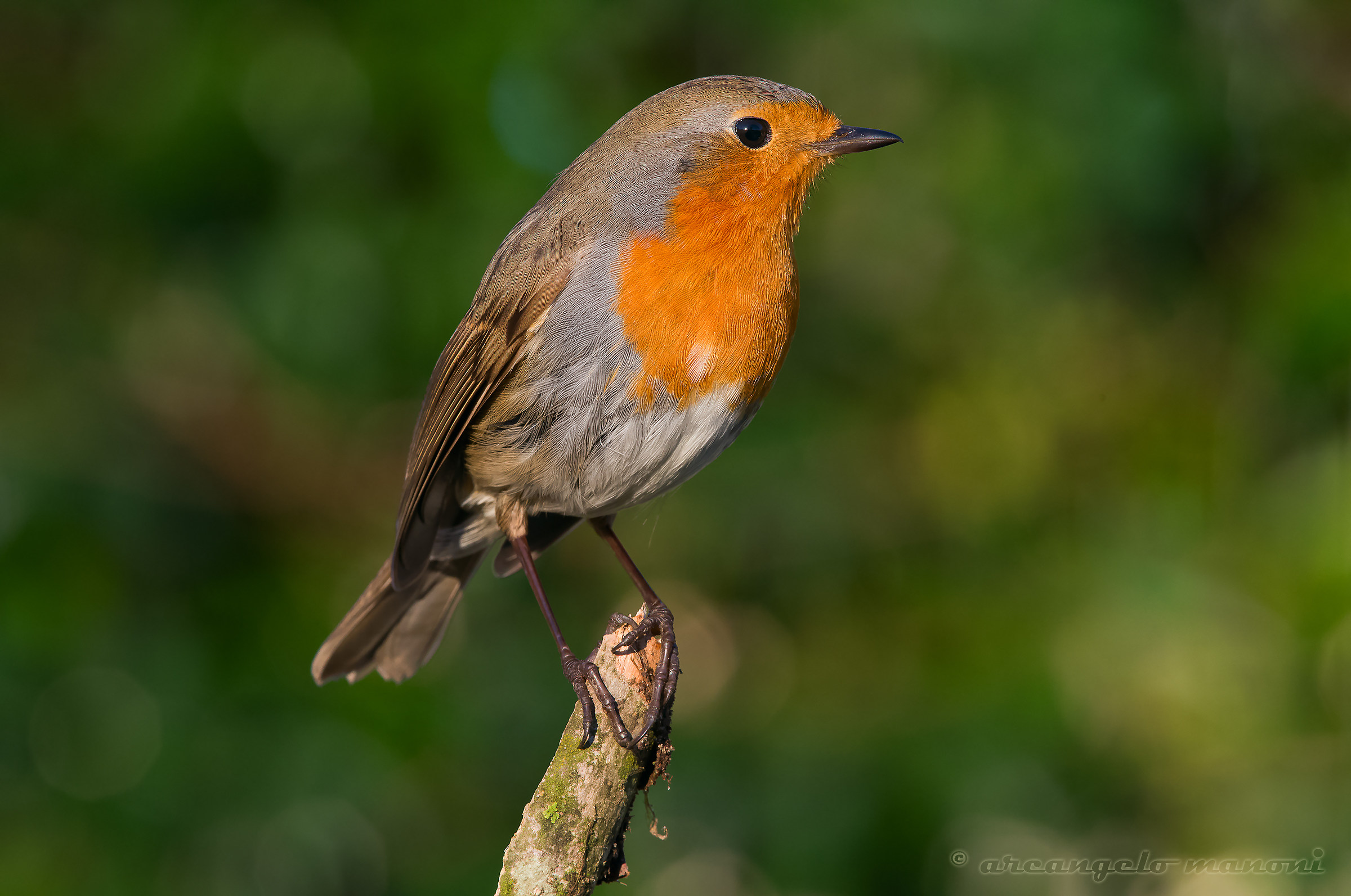The elegant robin