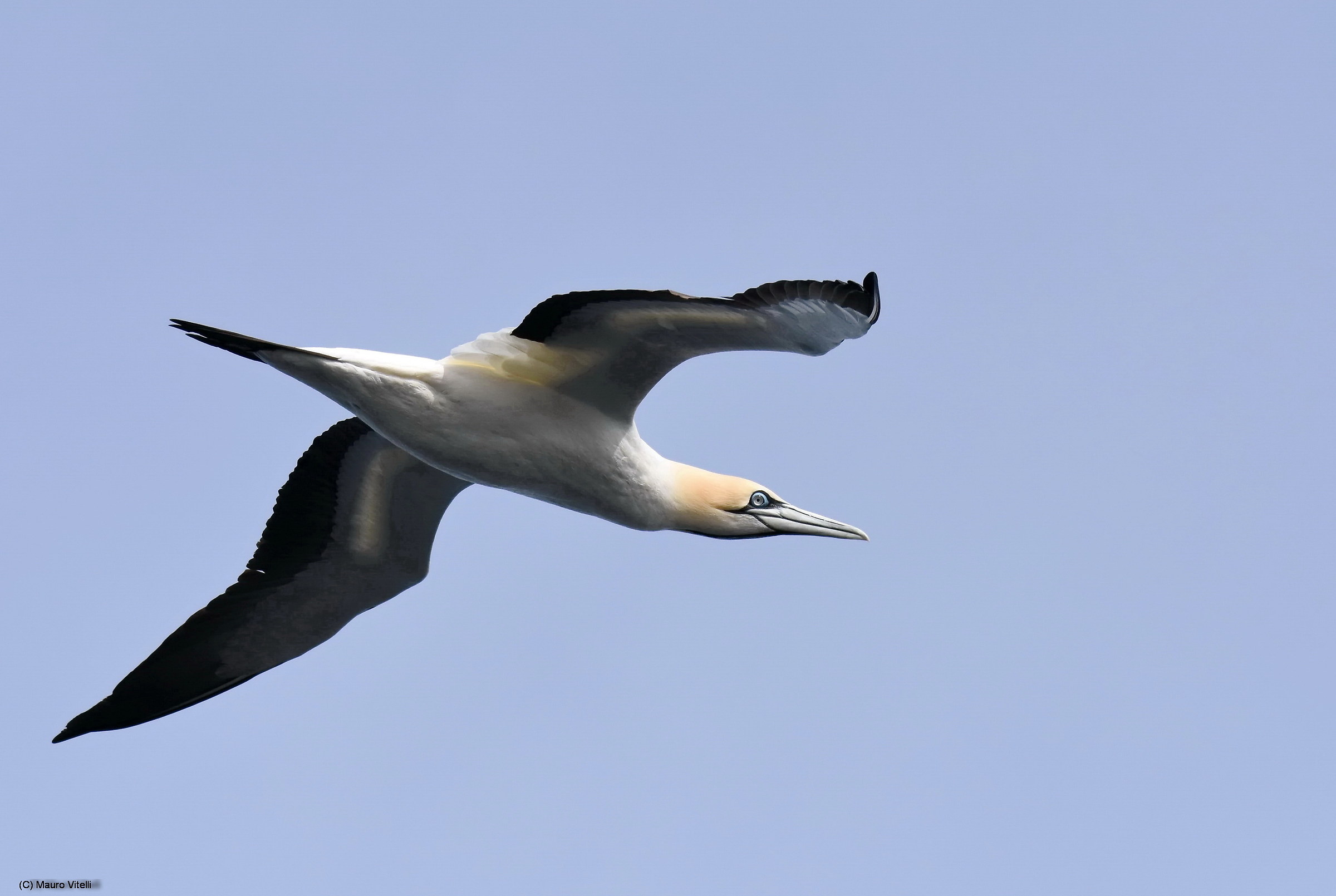 Cape Gannet (Morus capensis)