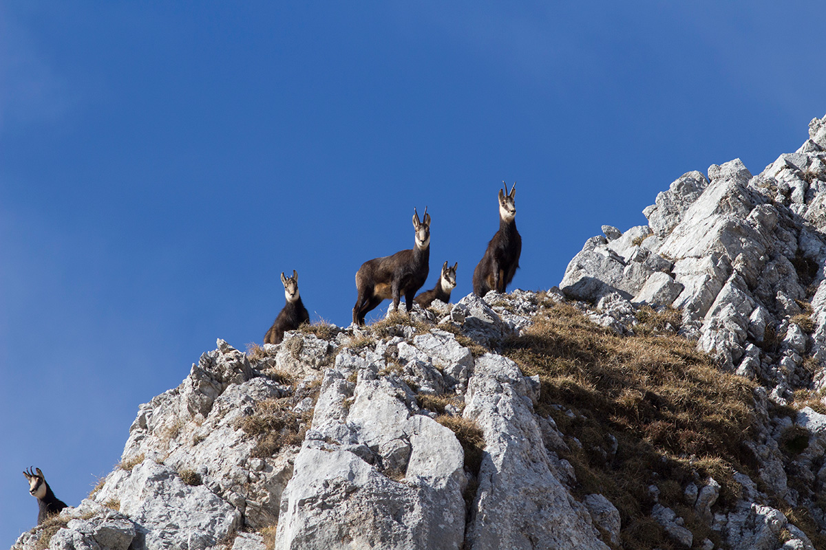 curiosity is female ...