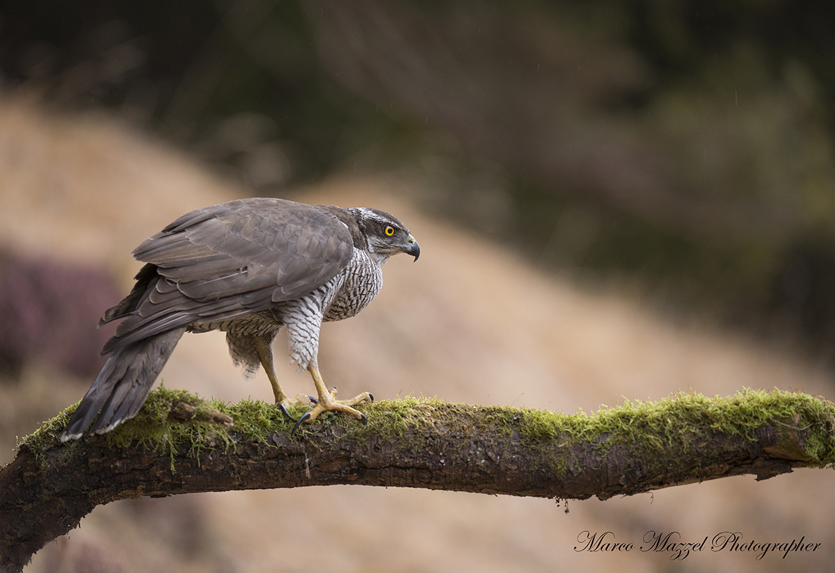 the goshawk eyes