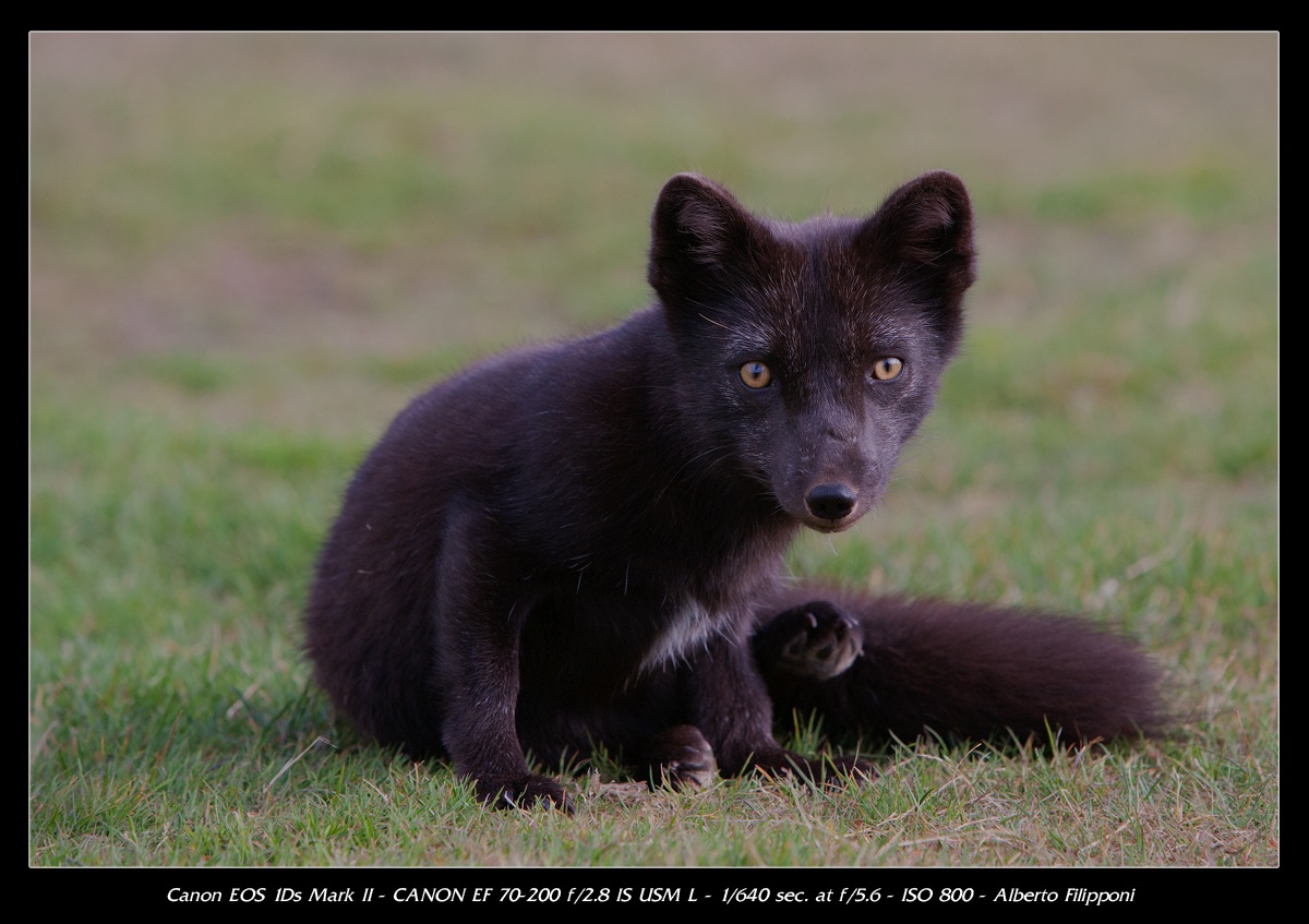 Artic Fox - Iceland - Volpe Artica in muta estiva