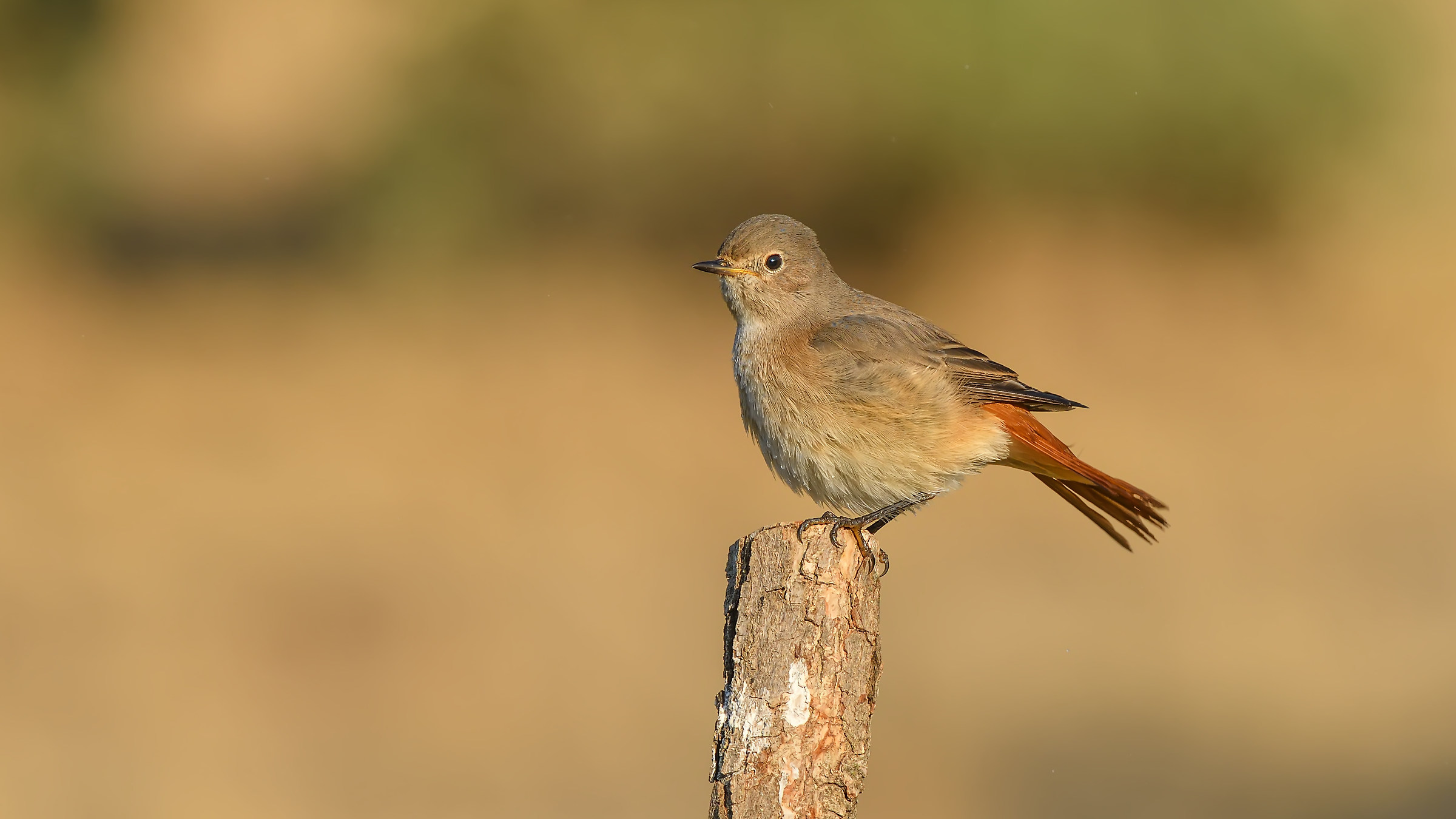 Common Redstart / Phoenicurus phoenicurus