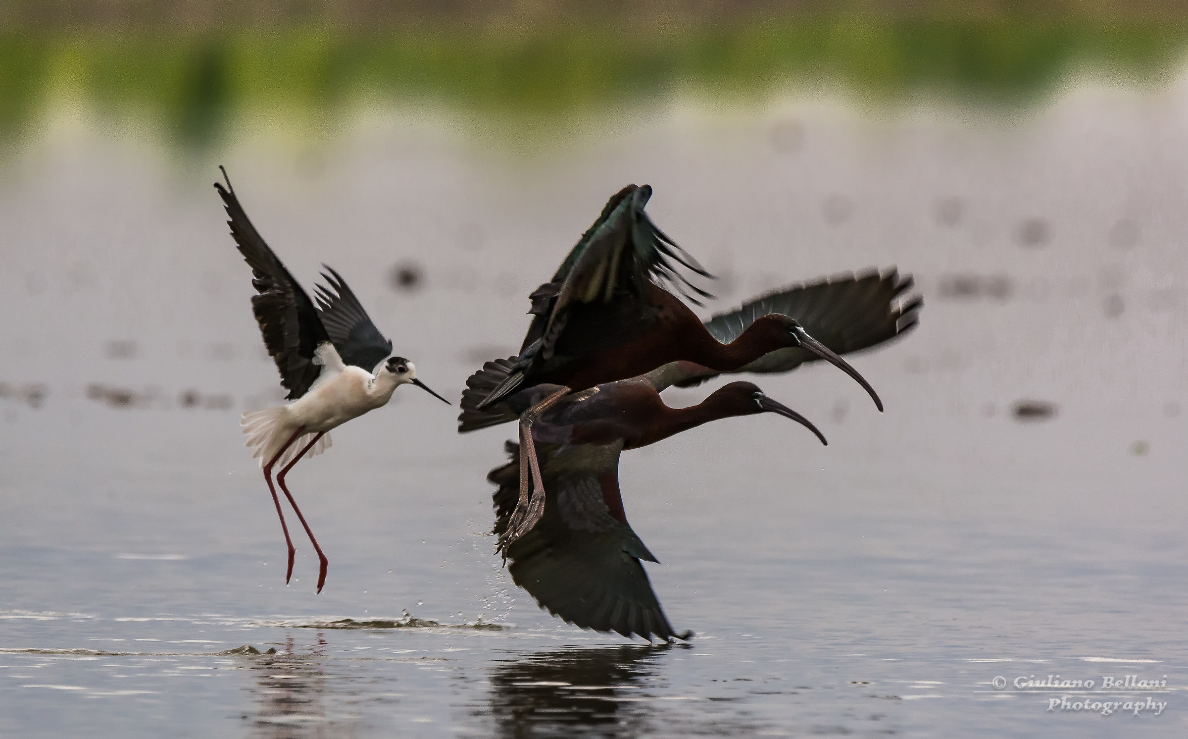 Mignattai e Cavaliere D'Italia