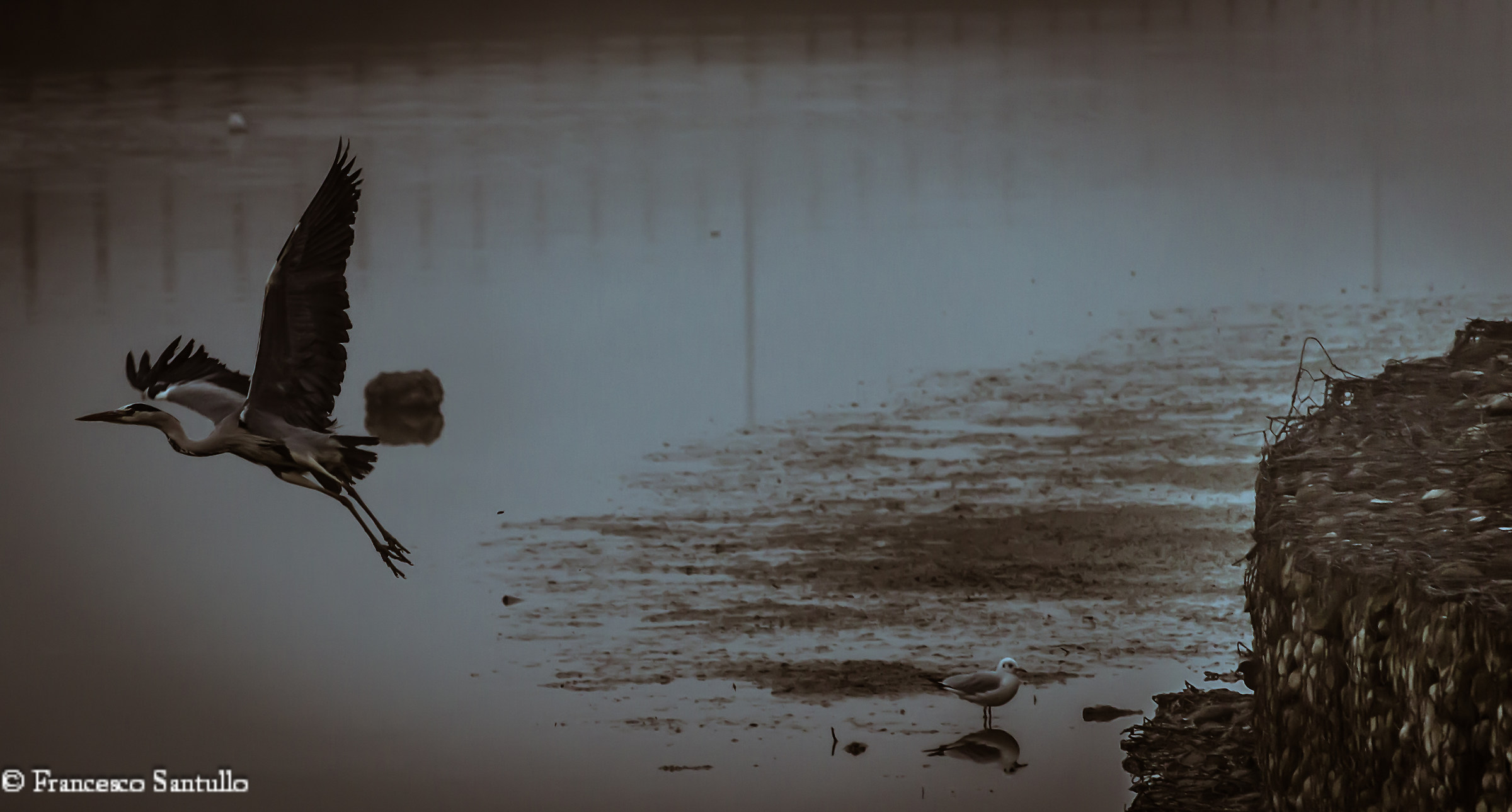 the heron and moorhen