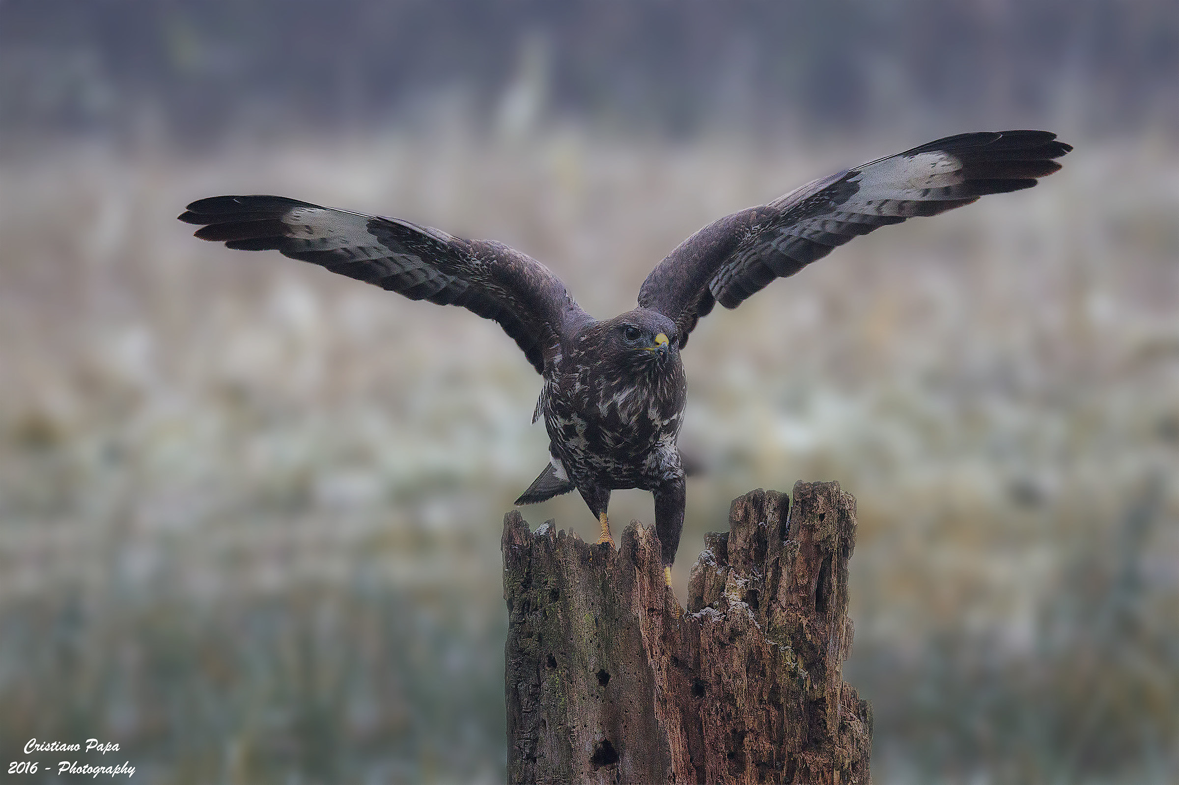 Buzzard