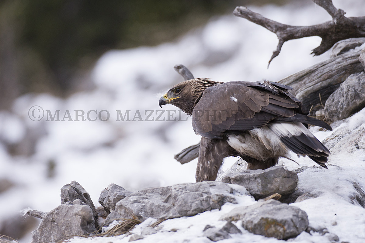 The Queen of the Dolomites