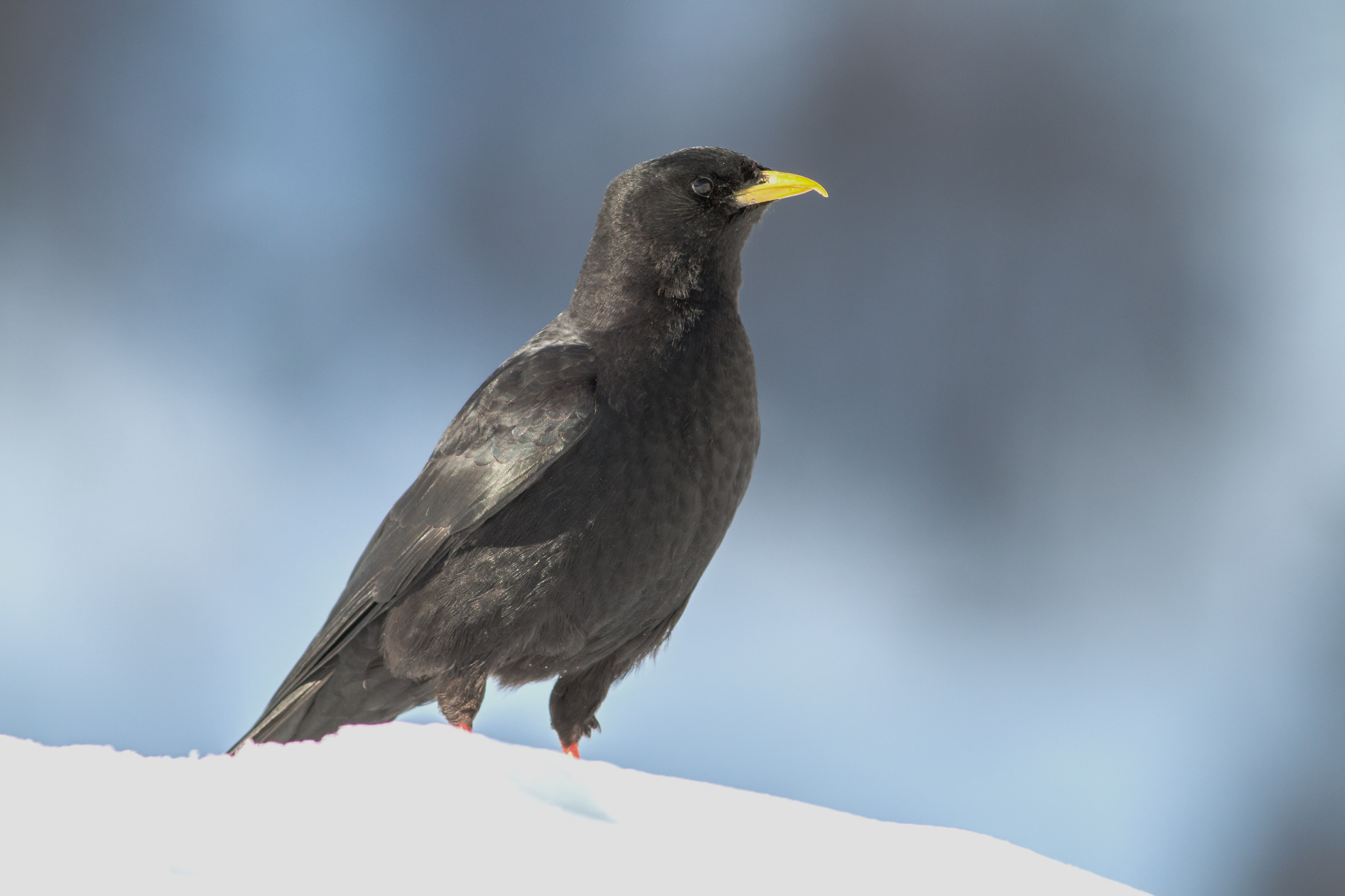 Alpine chough in the sun