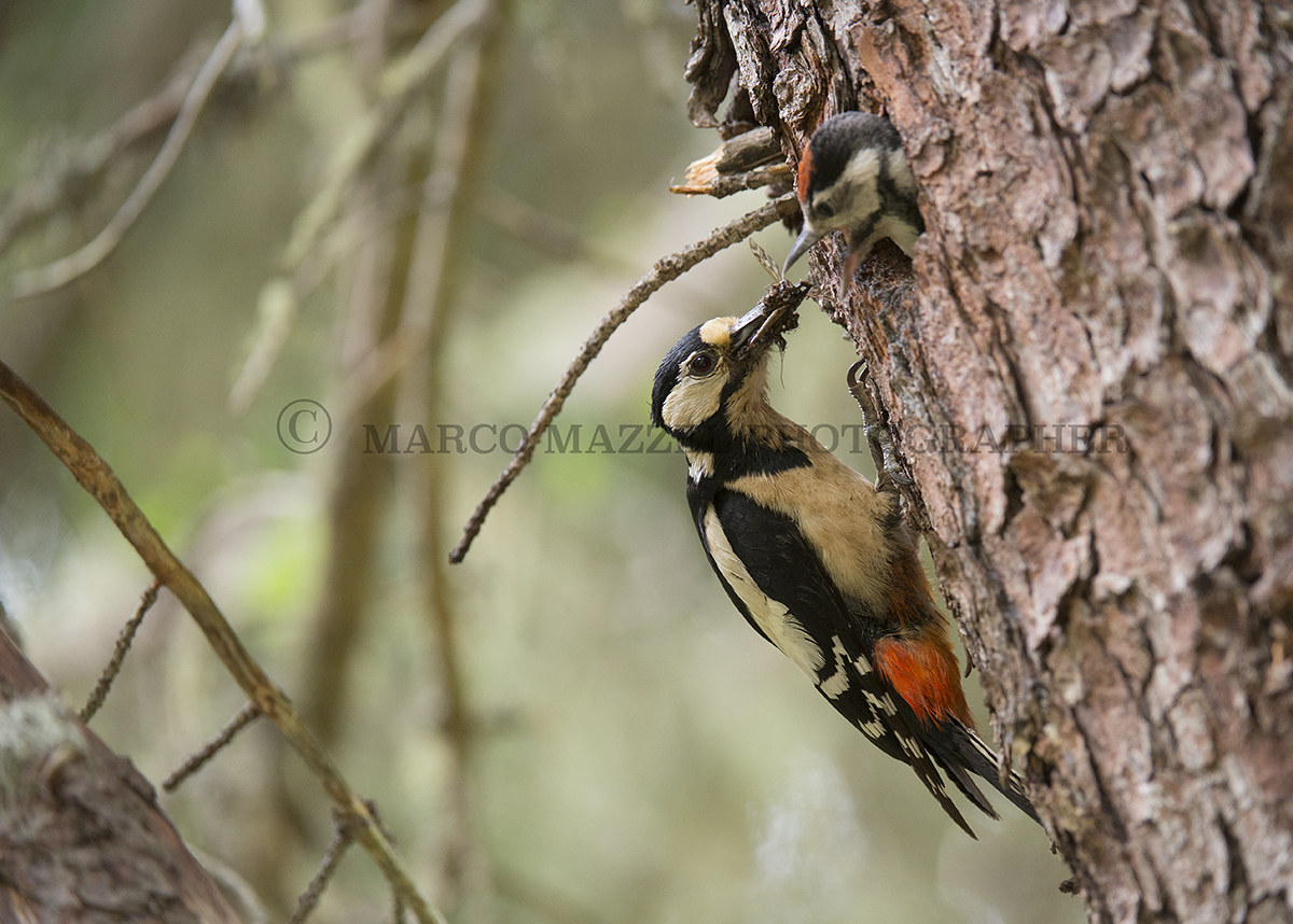 Feed a new generation