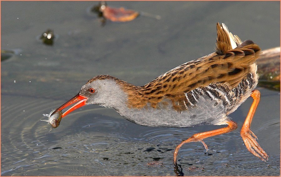 hunting of water rail