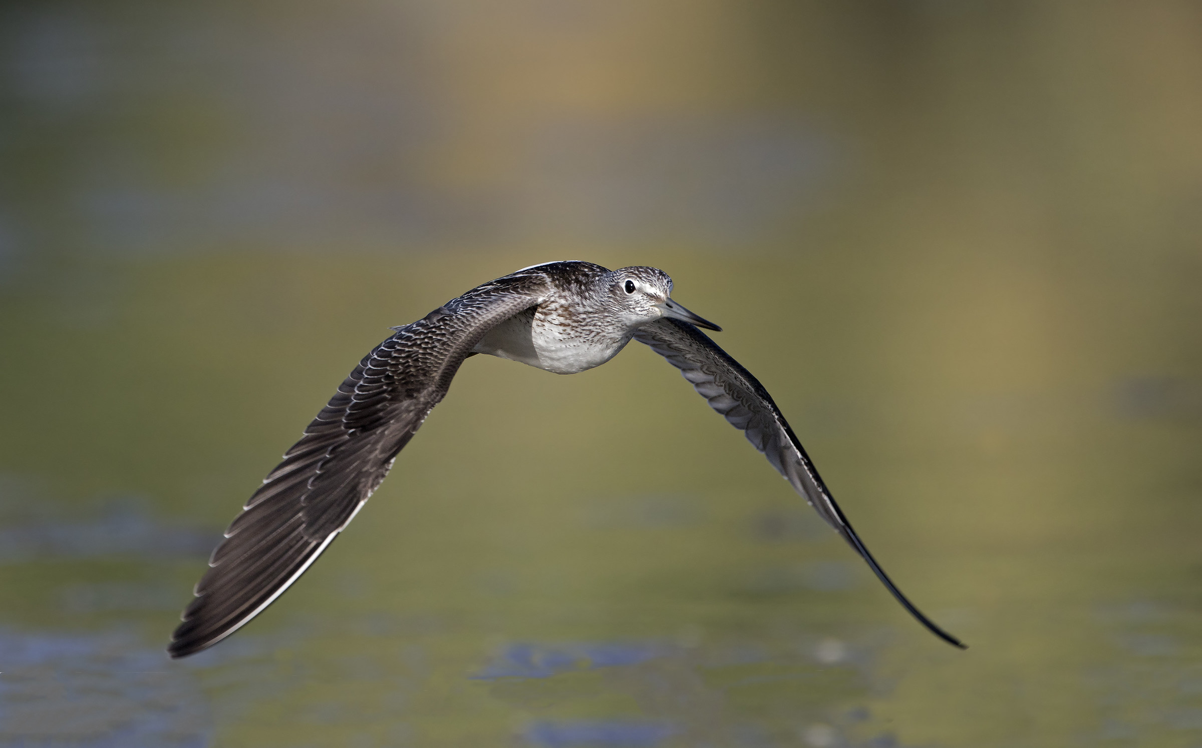 the flight of pantana