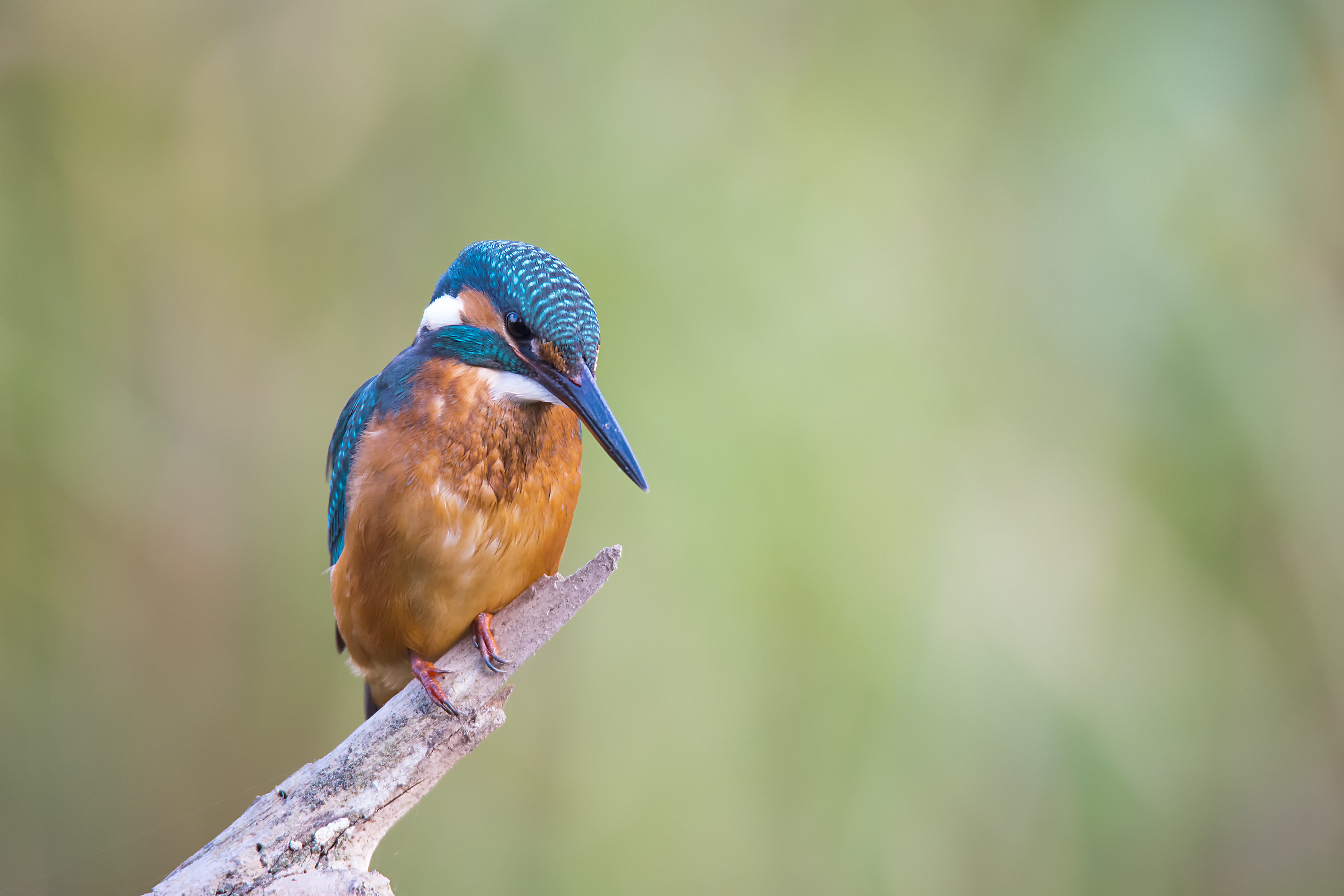 King fisher
