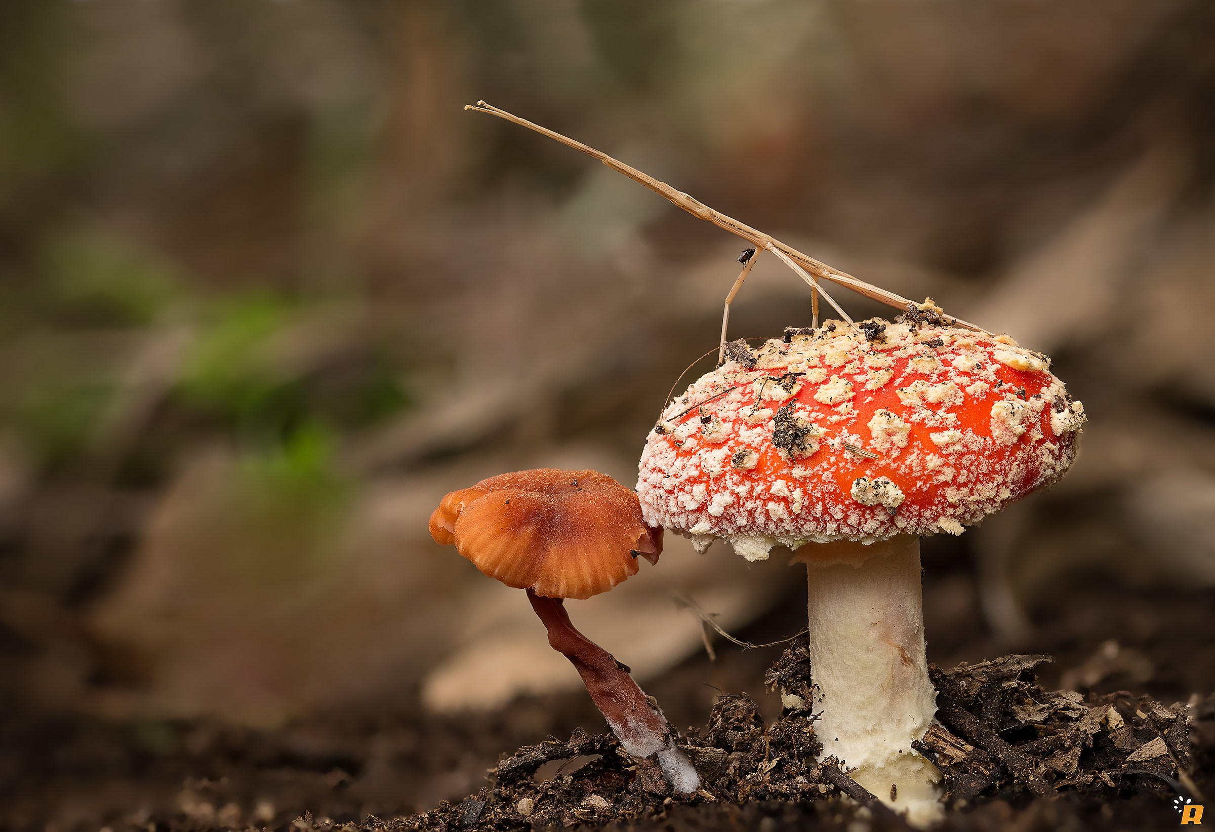 Amanita muscaria with stick