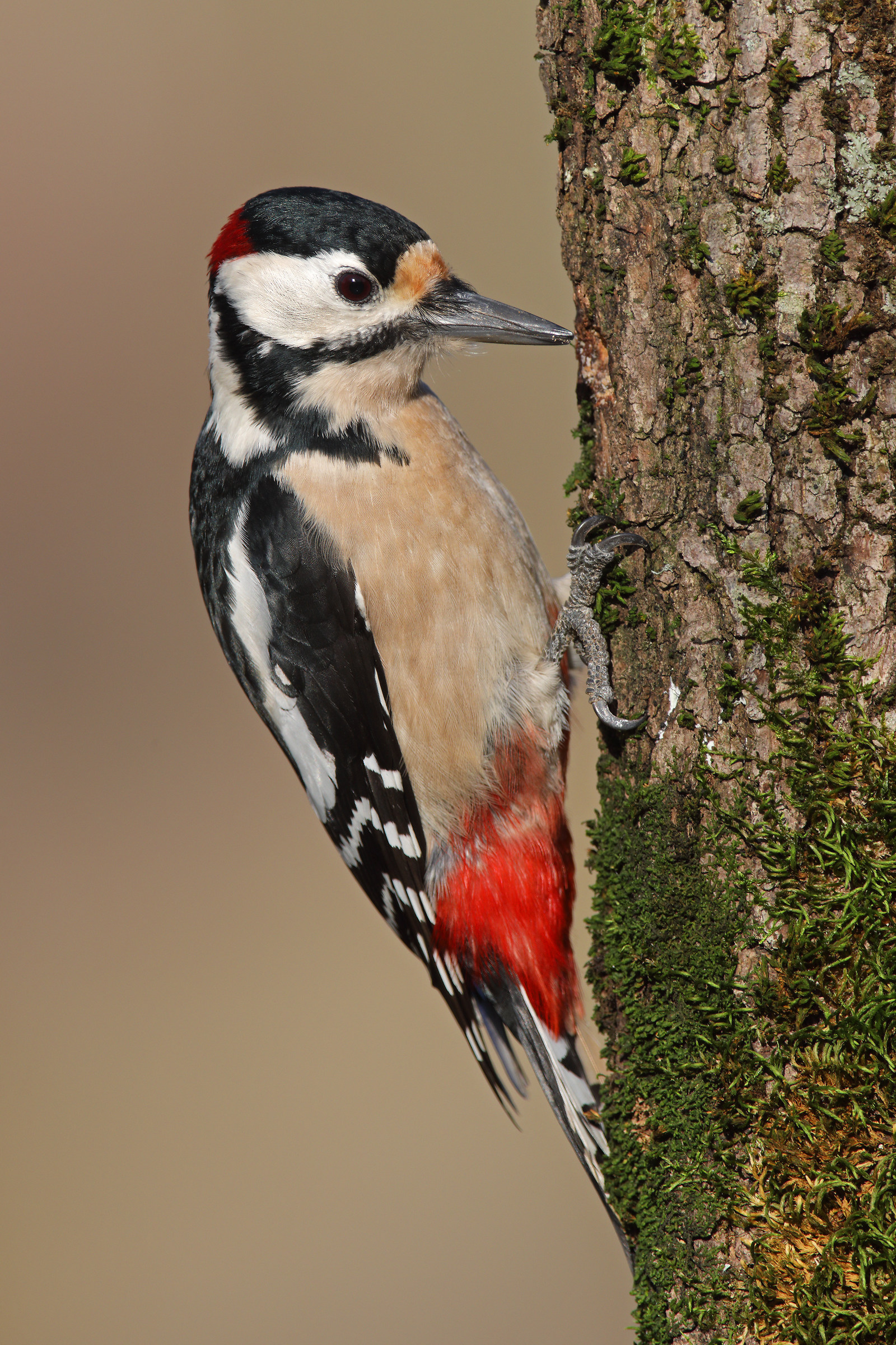Great Spotted Woodpecker Male