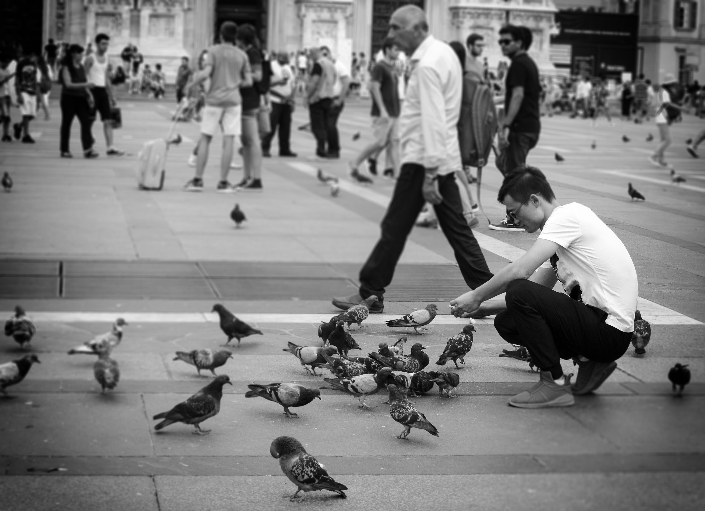 hungry pigeons