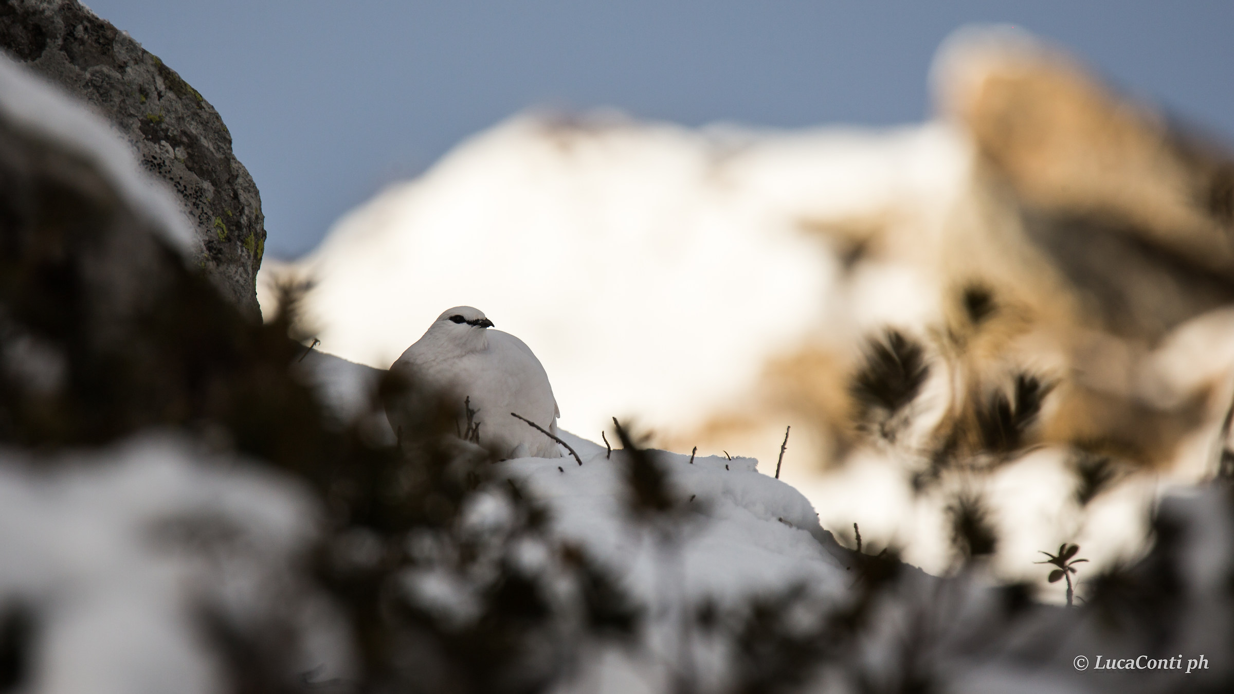 Partridge White Male
