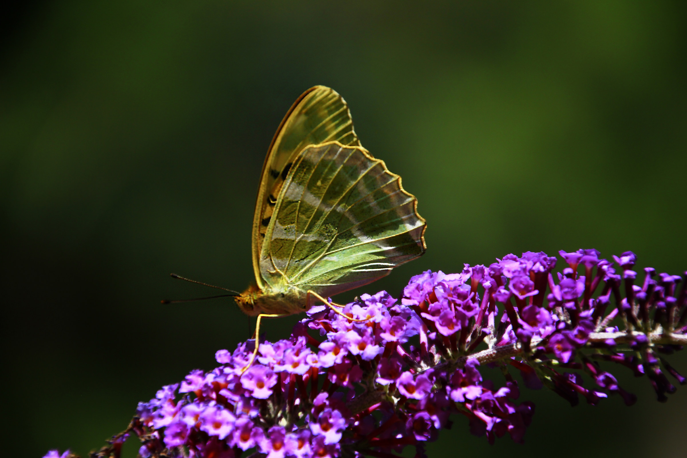 Argynis Paphia