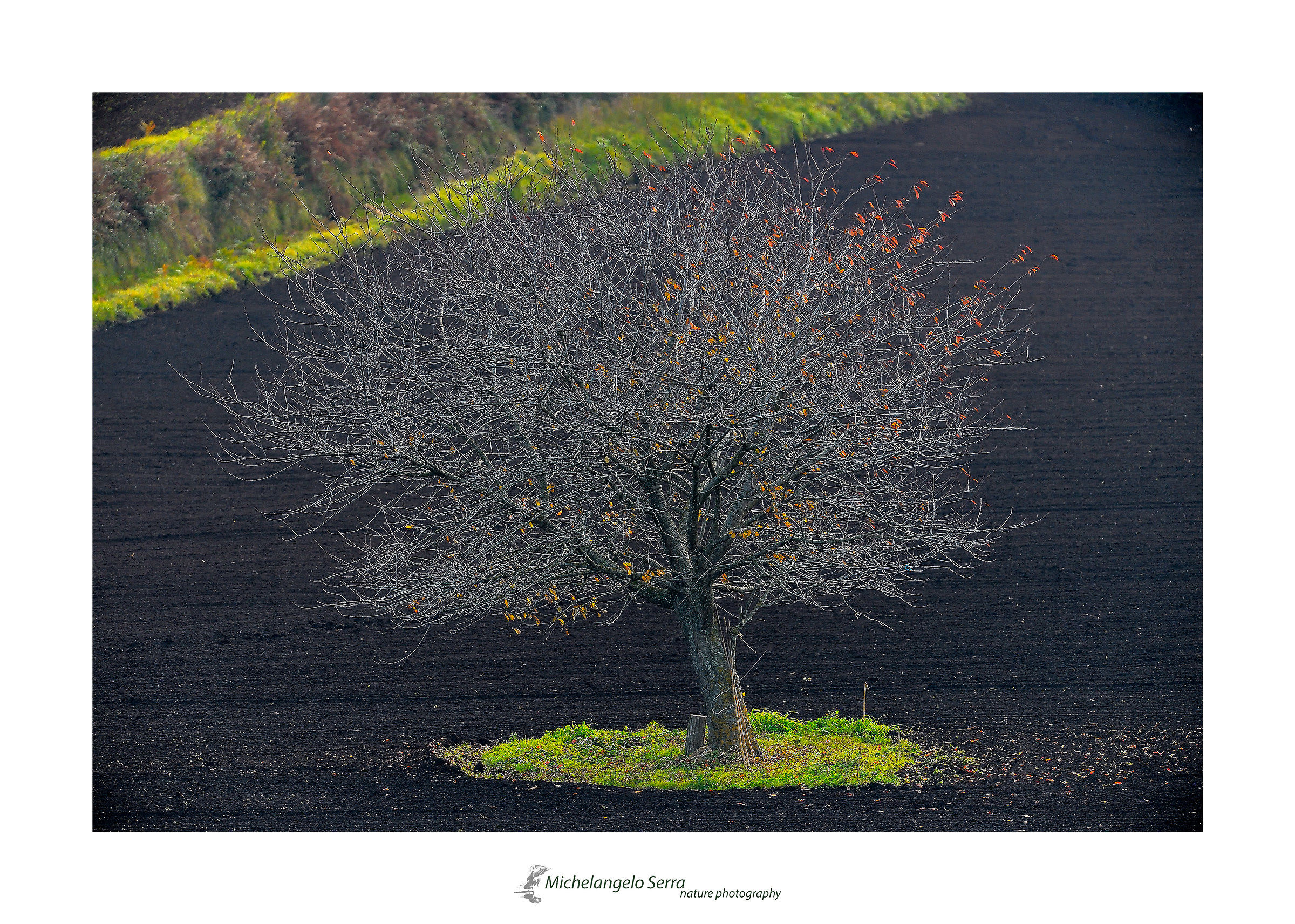Tree on country land