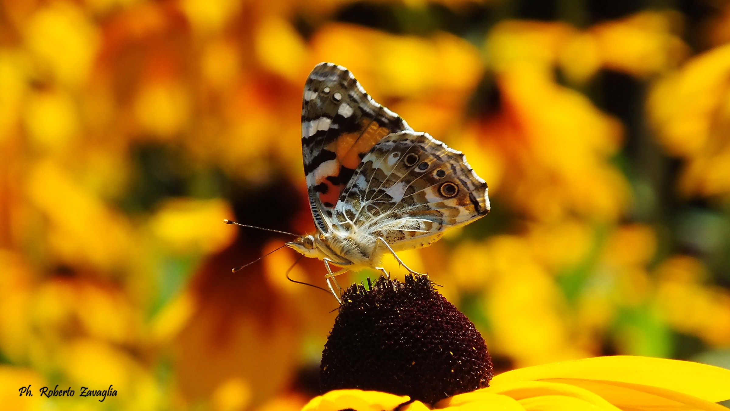 Vanessa Cardui