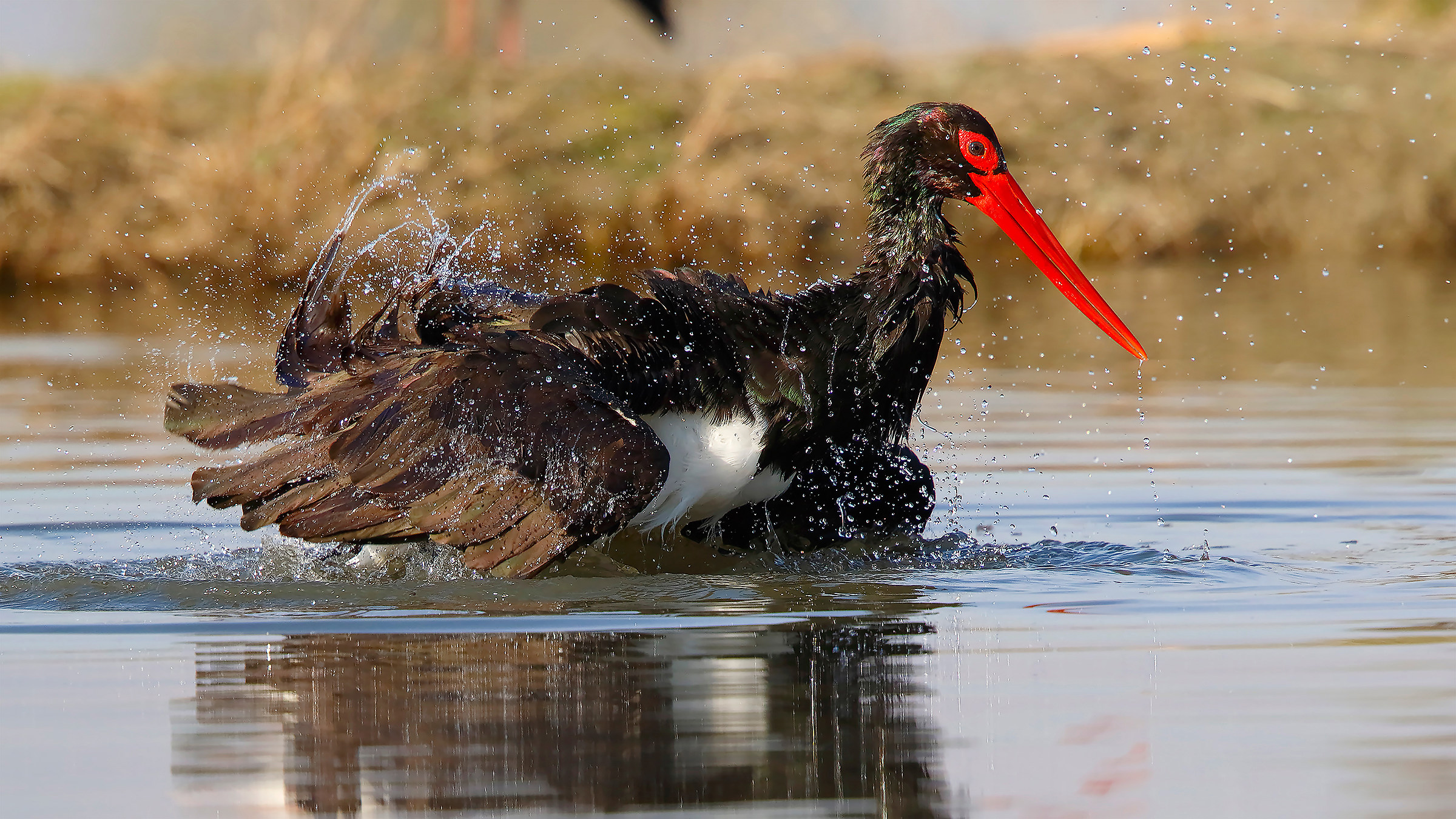 The bathroom in black