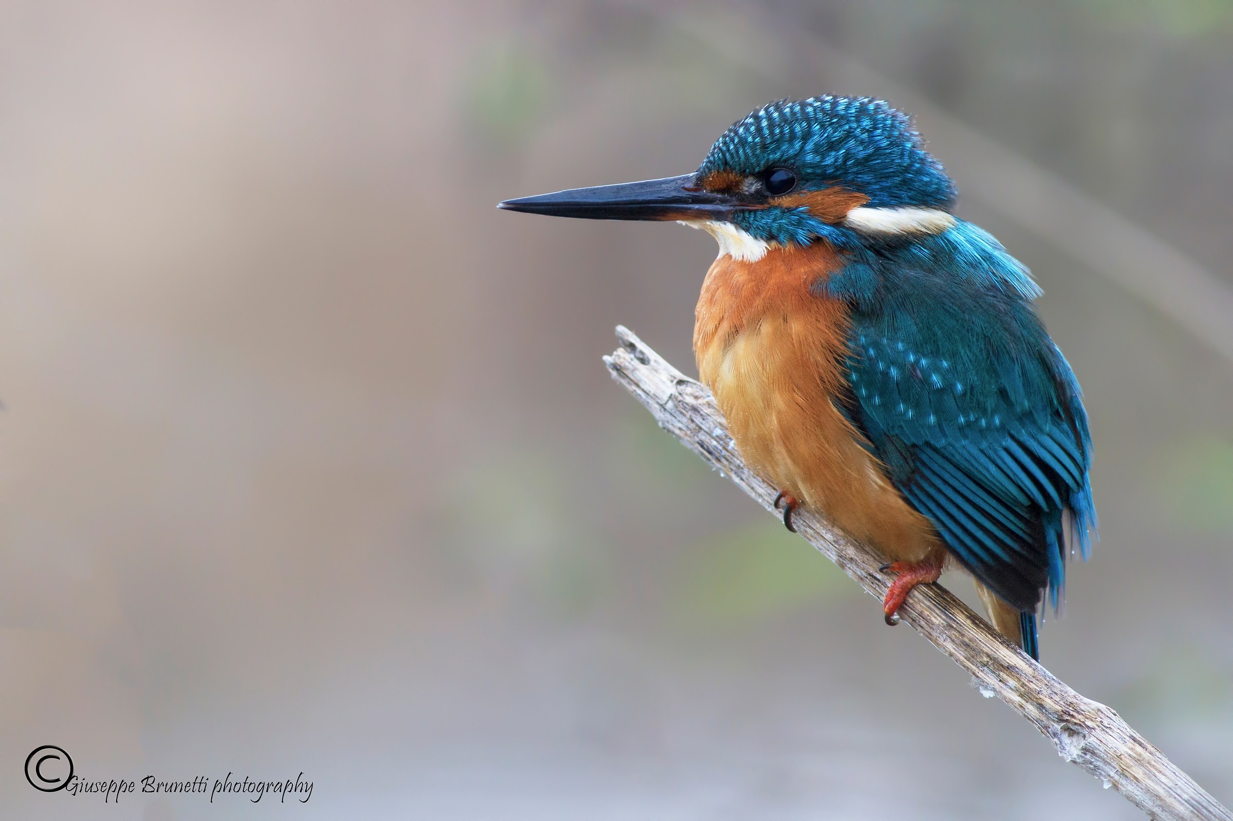 Martin pescatore   Alcedo atthis