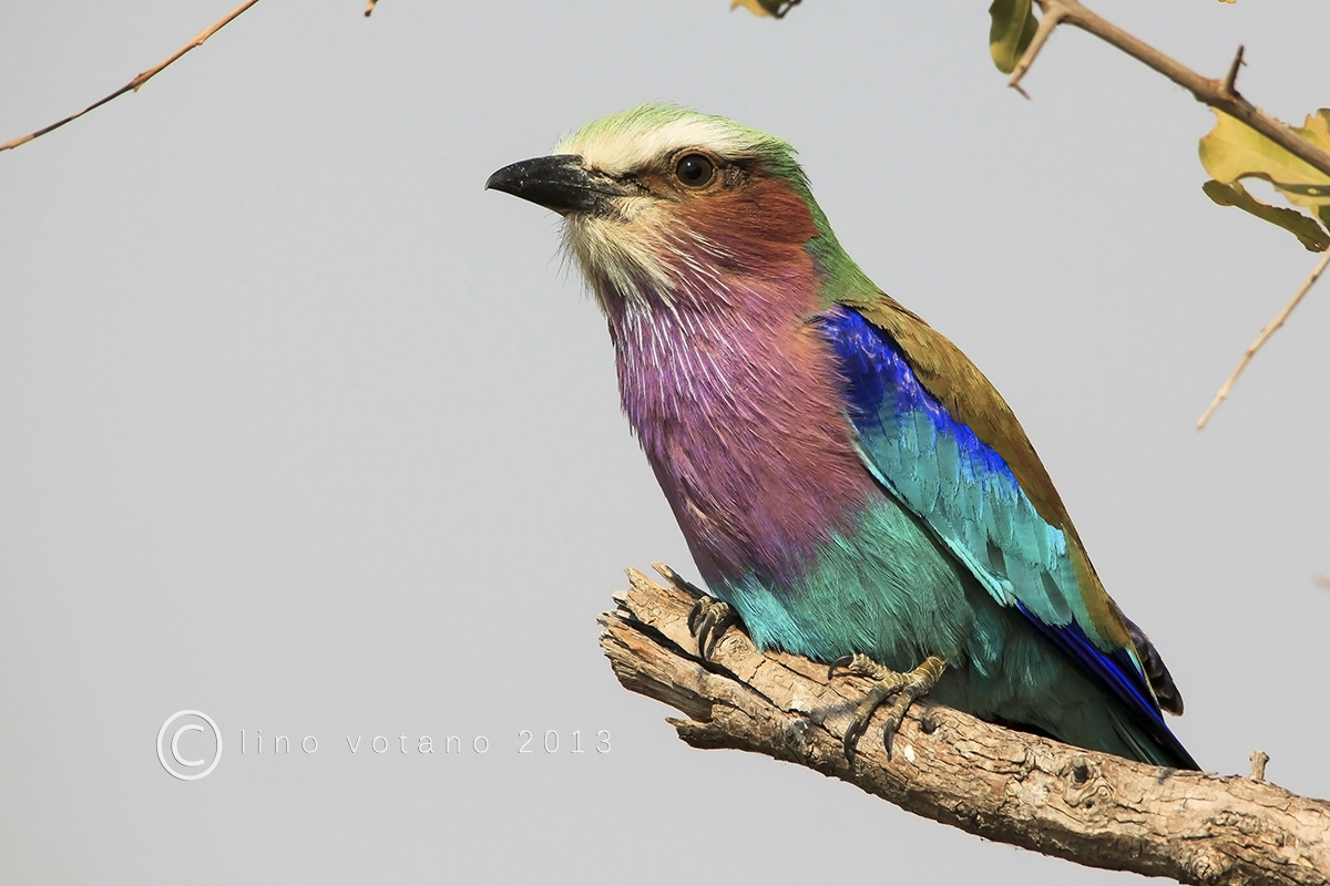 Lilac Breasted Roller - Botswana