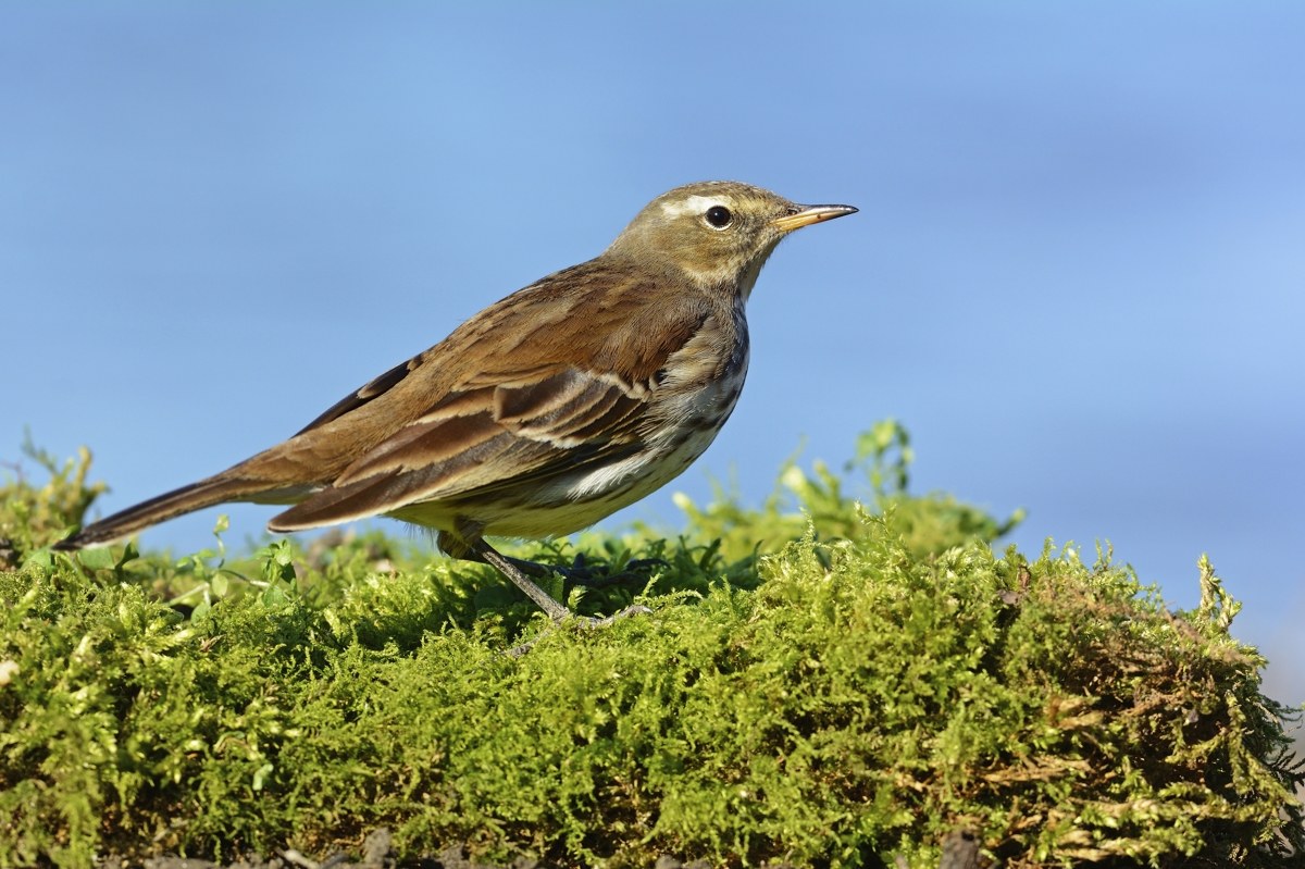 Pipit