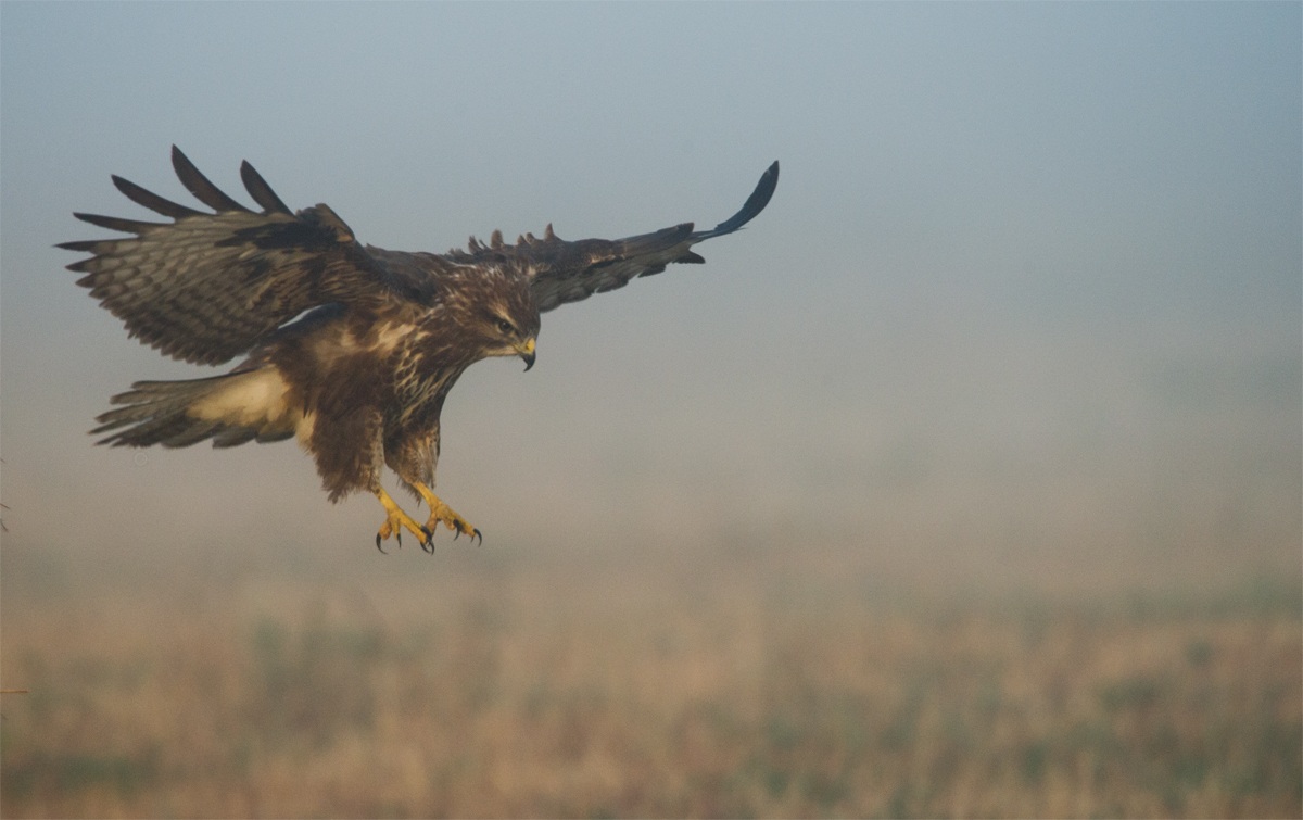 buzzard in the fog