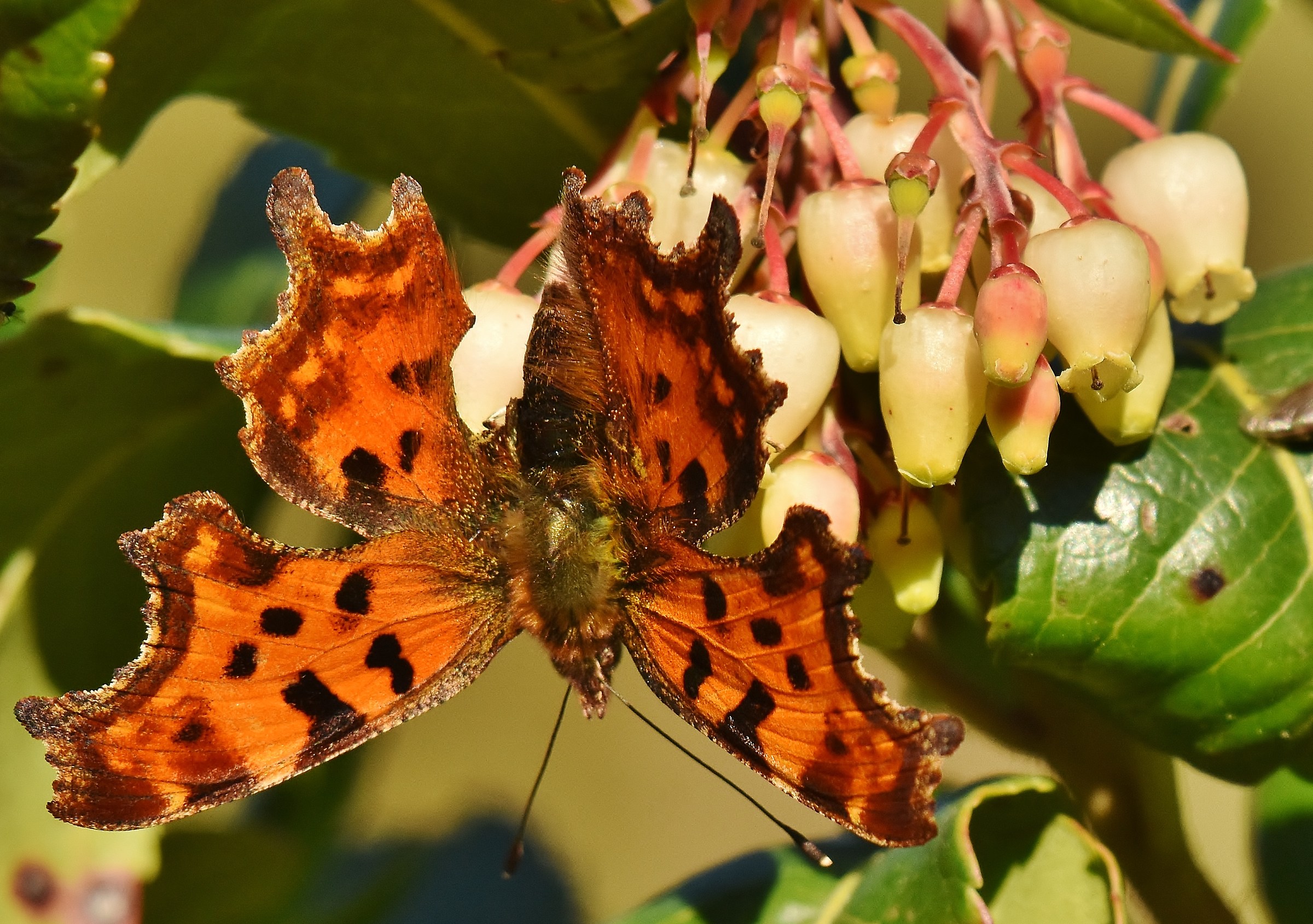 Una  farfalla d'inverno