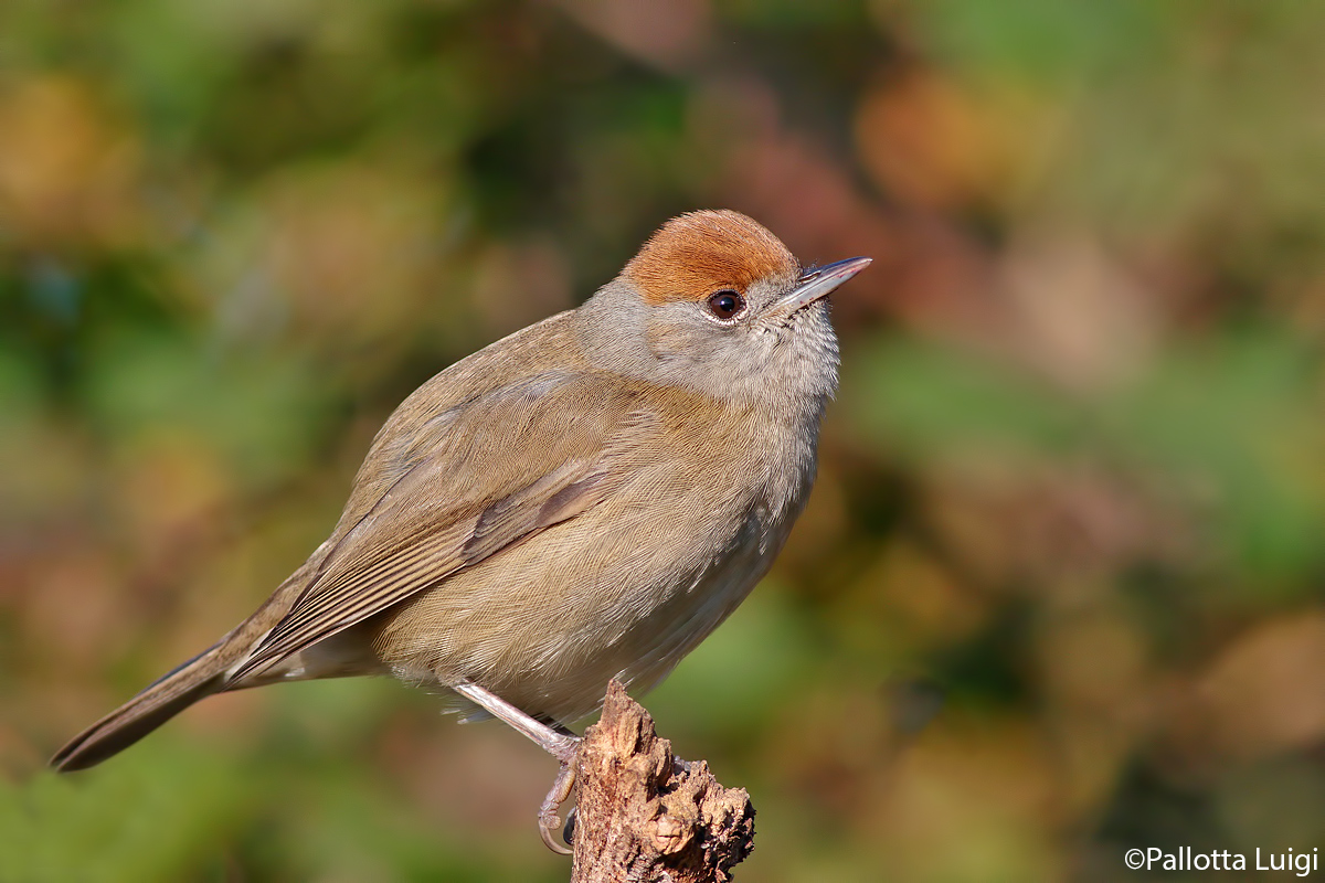 Blackcap (Sylvia atricapilla)