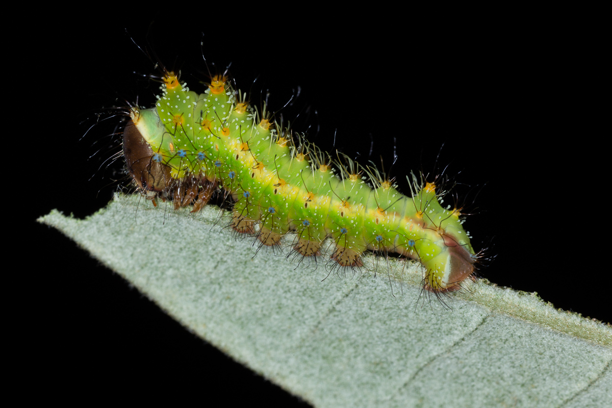 Antheraea pernyi - caterpillar on the third stage of holm .....