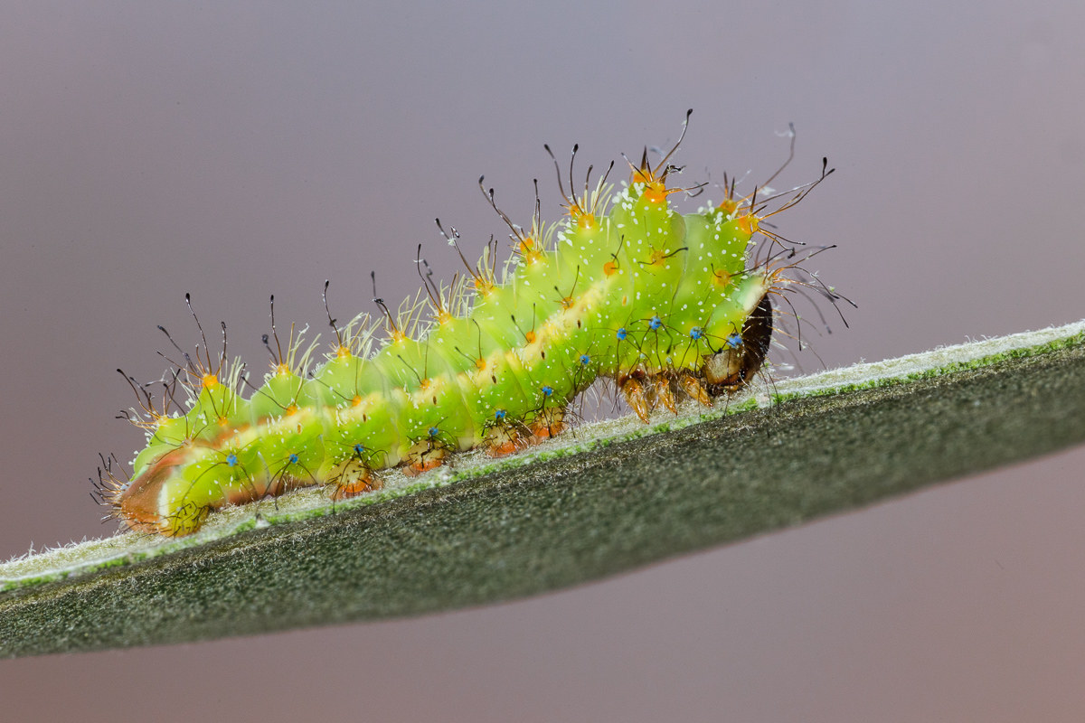 Antheraea pernyi - caterpillar on the third stage of holm .....