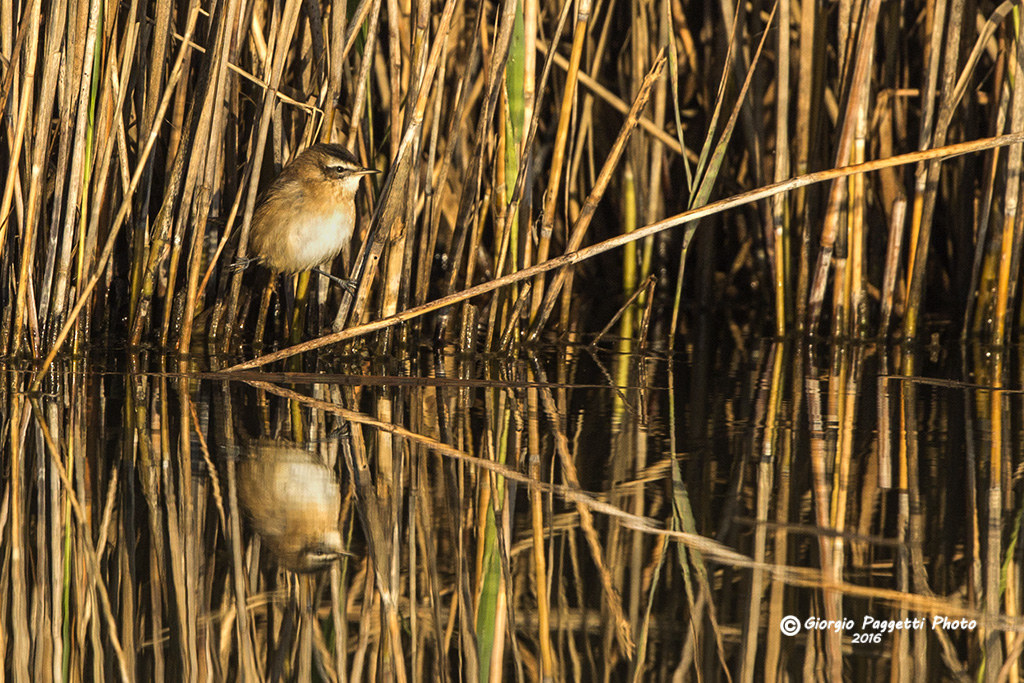 Forapaglia Castagnolo