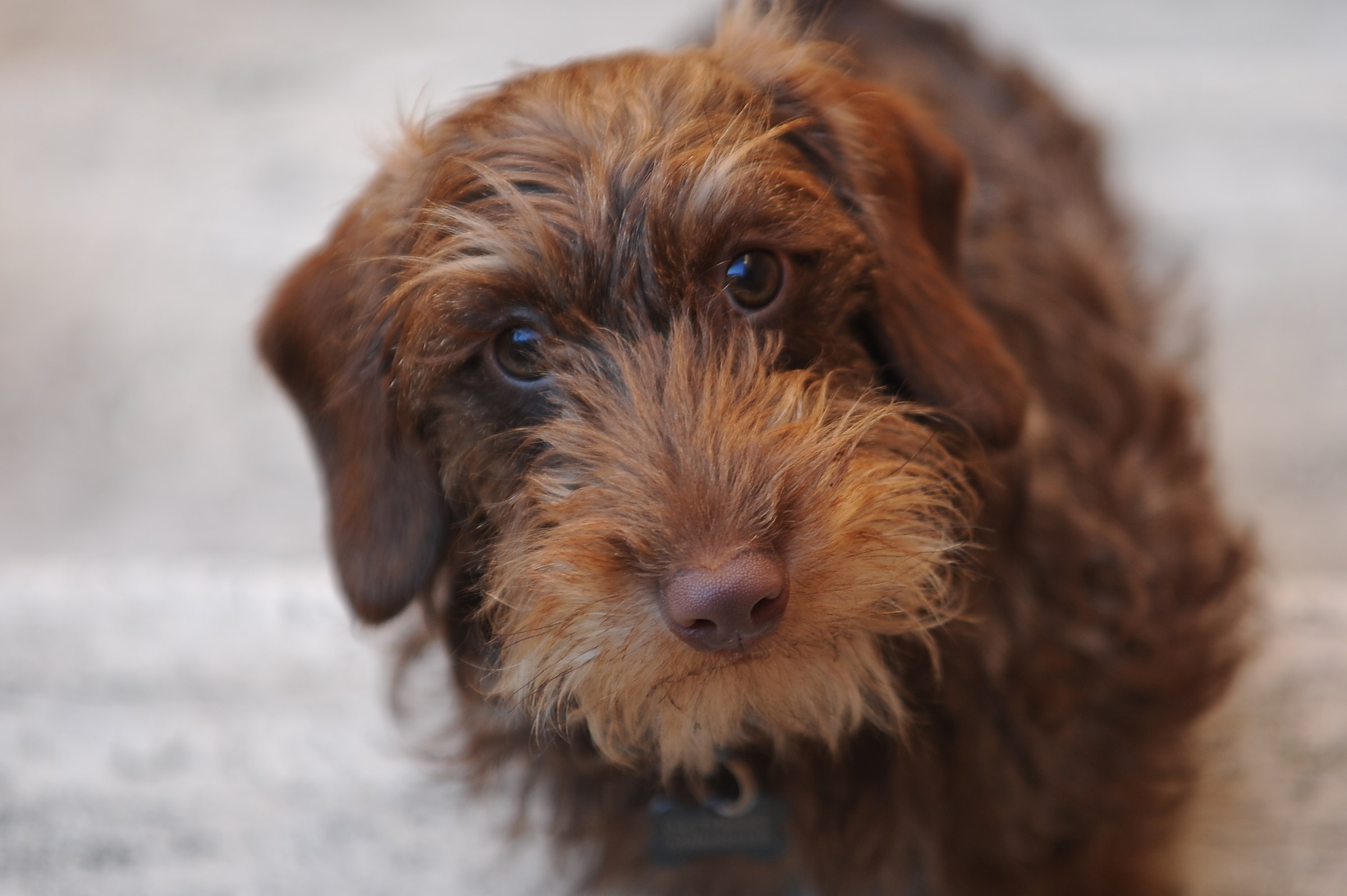 il nostro grande affetto " pepe "