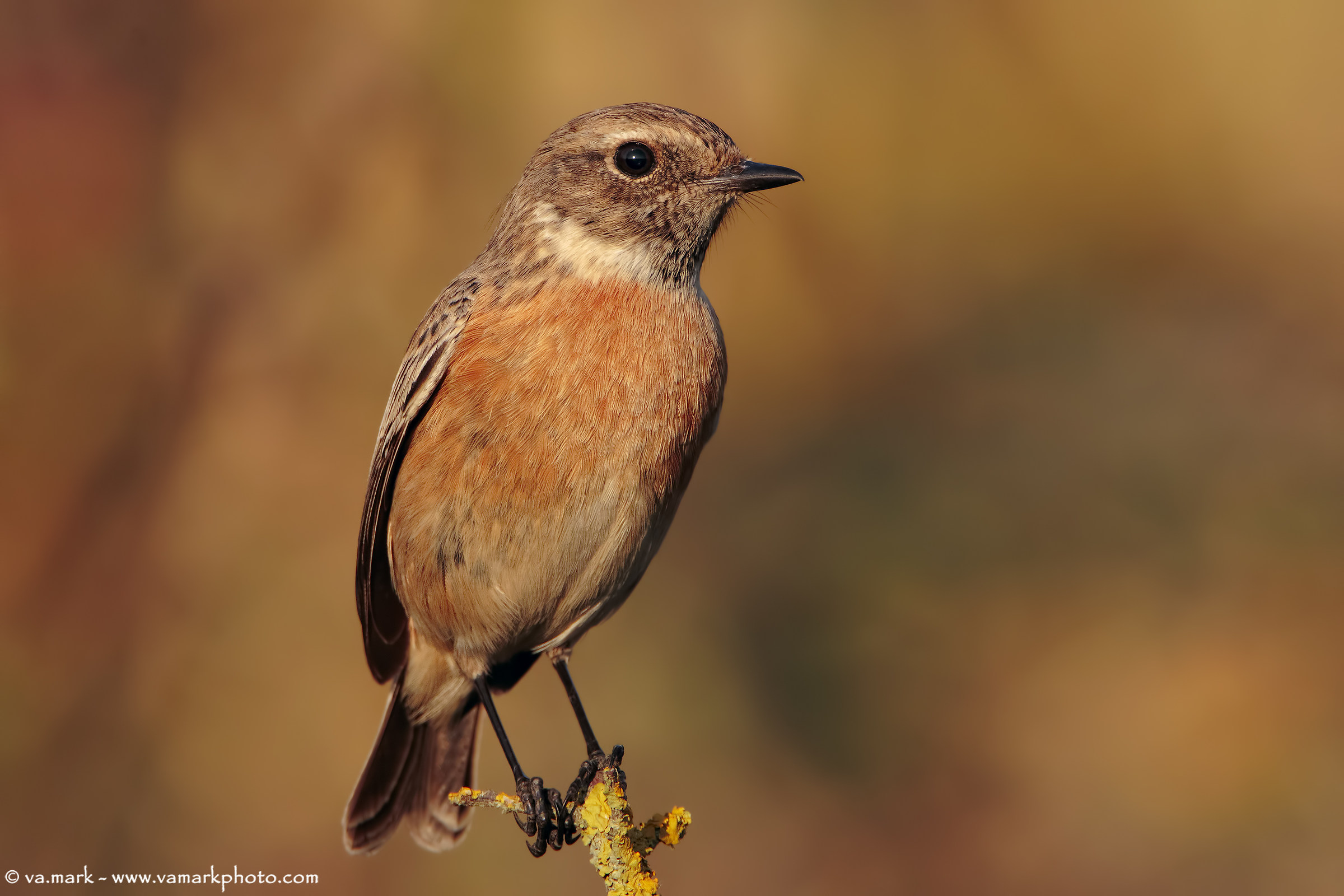 Stonechat (f)