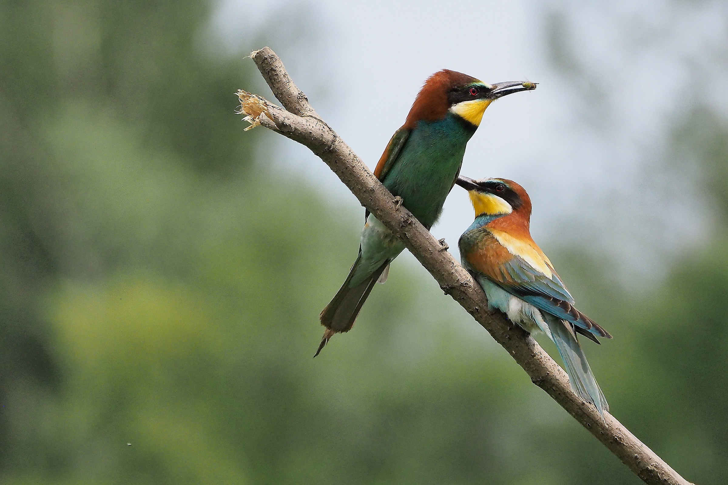bee-eaters hunt