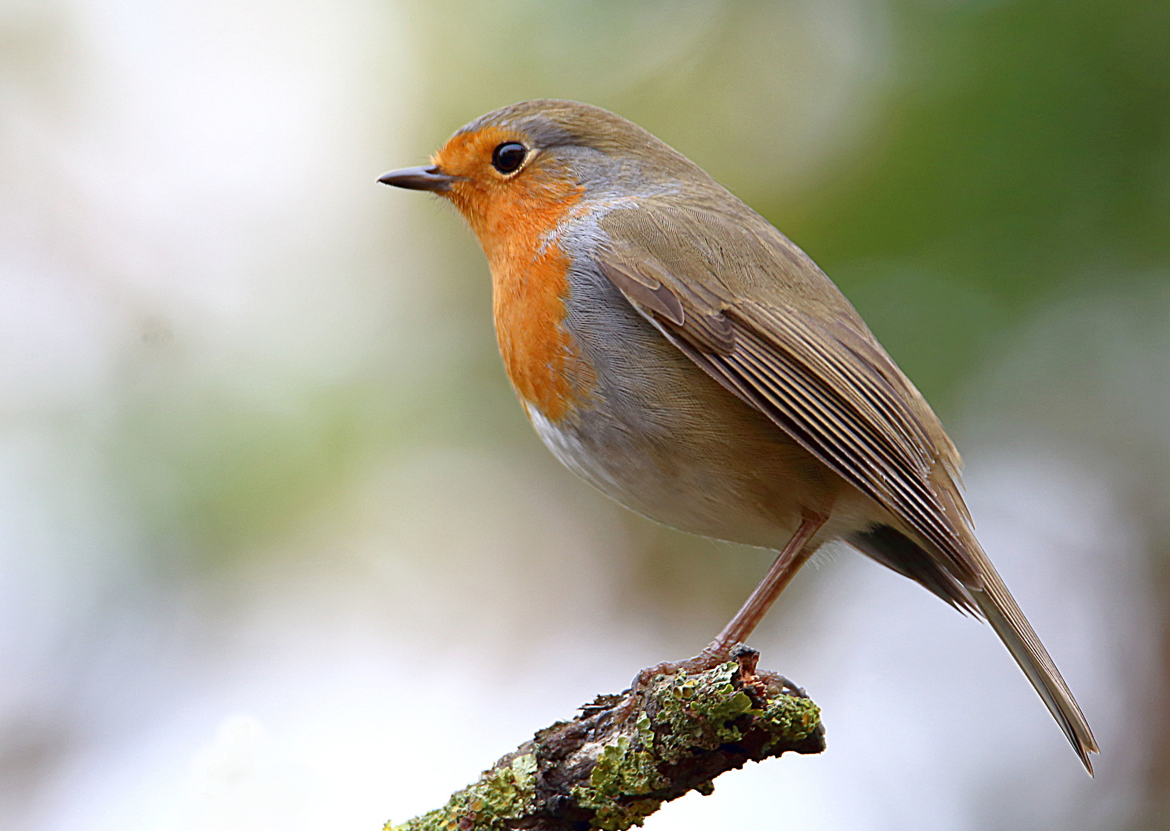 Robin