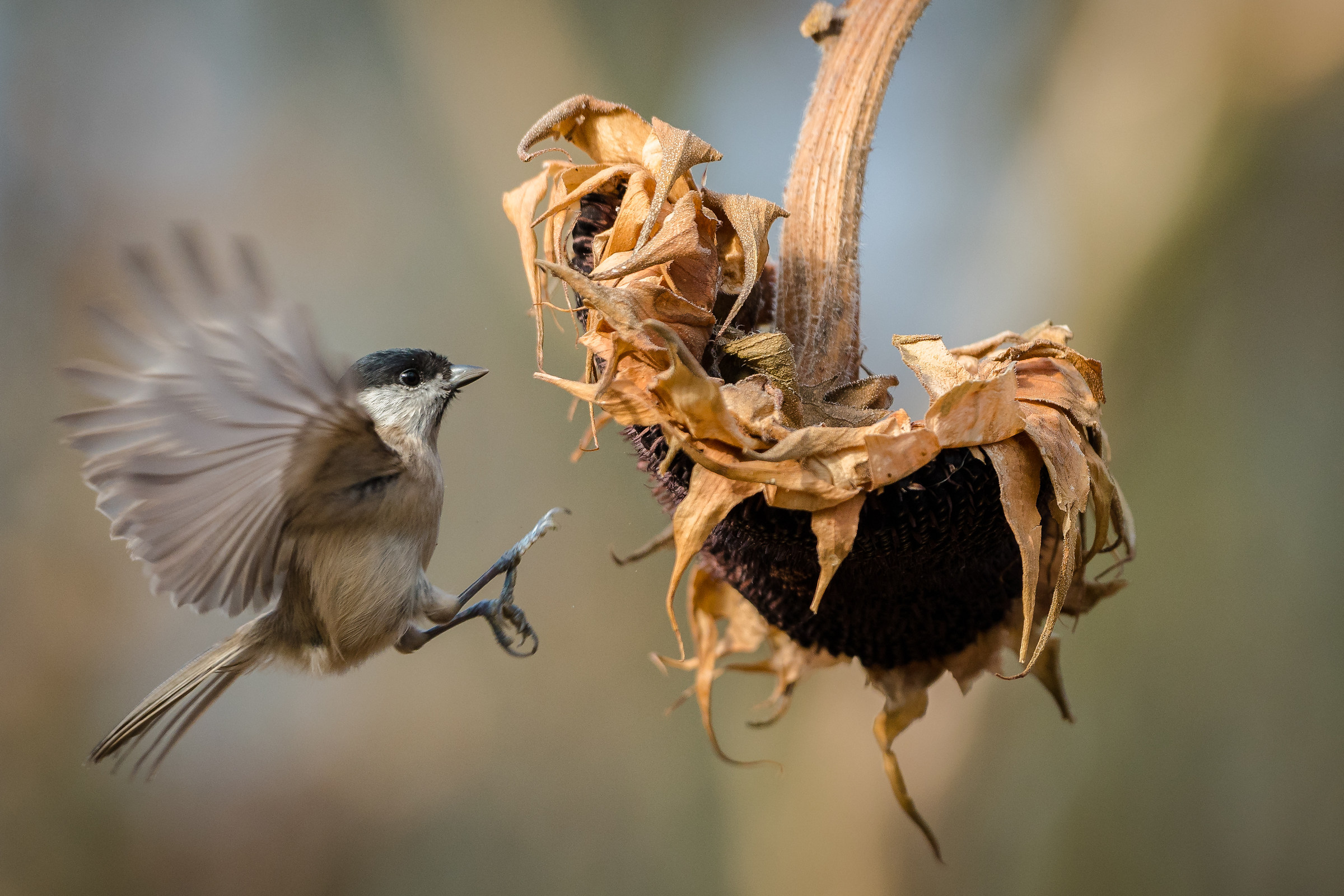 Atterraggio d'emergenza
