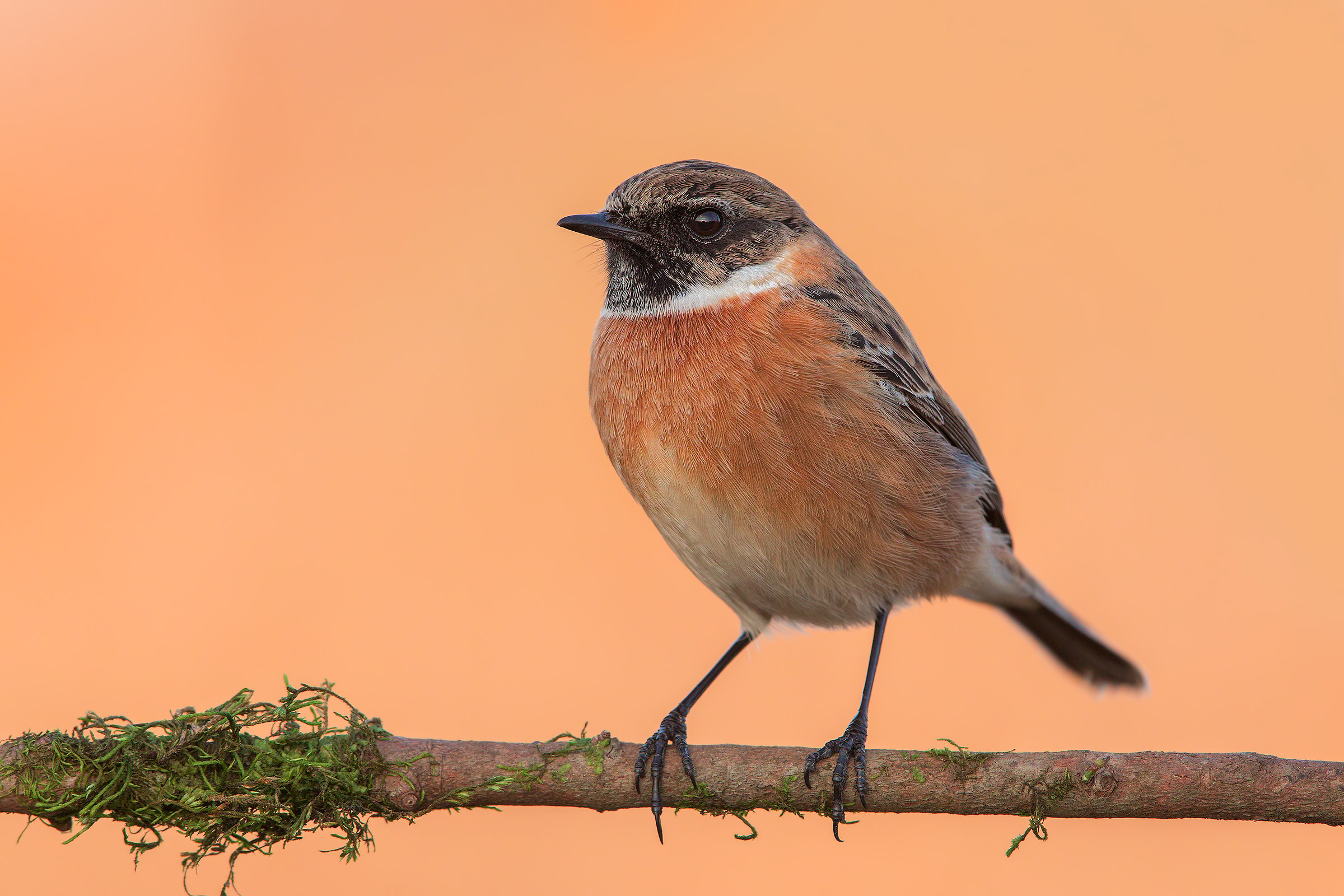 Saltimpalo, ultima luce