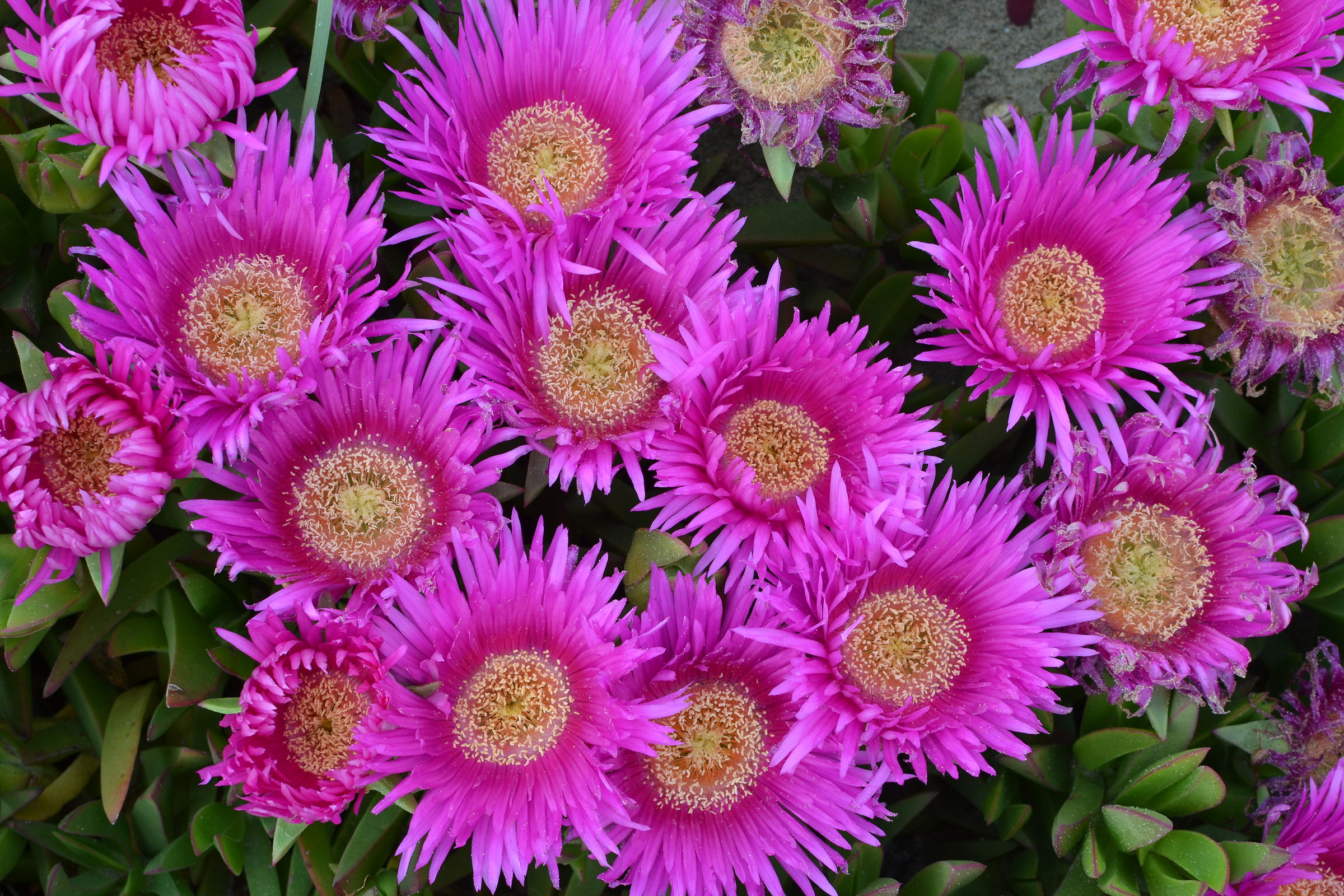 explosion of flowers