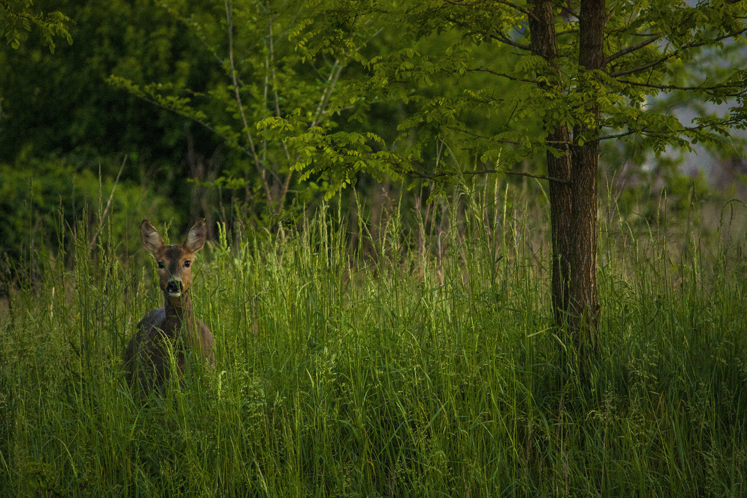 Look into my eyes (and you into the lens)