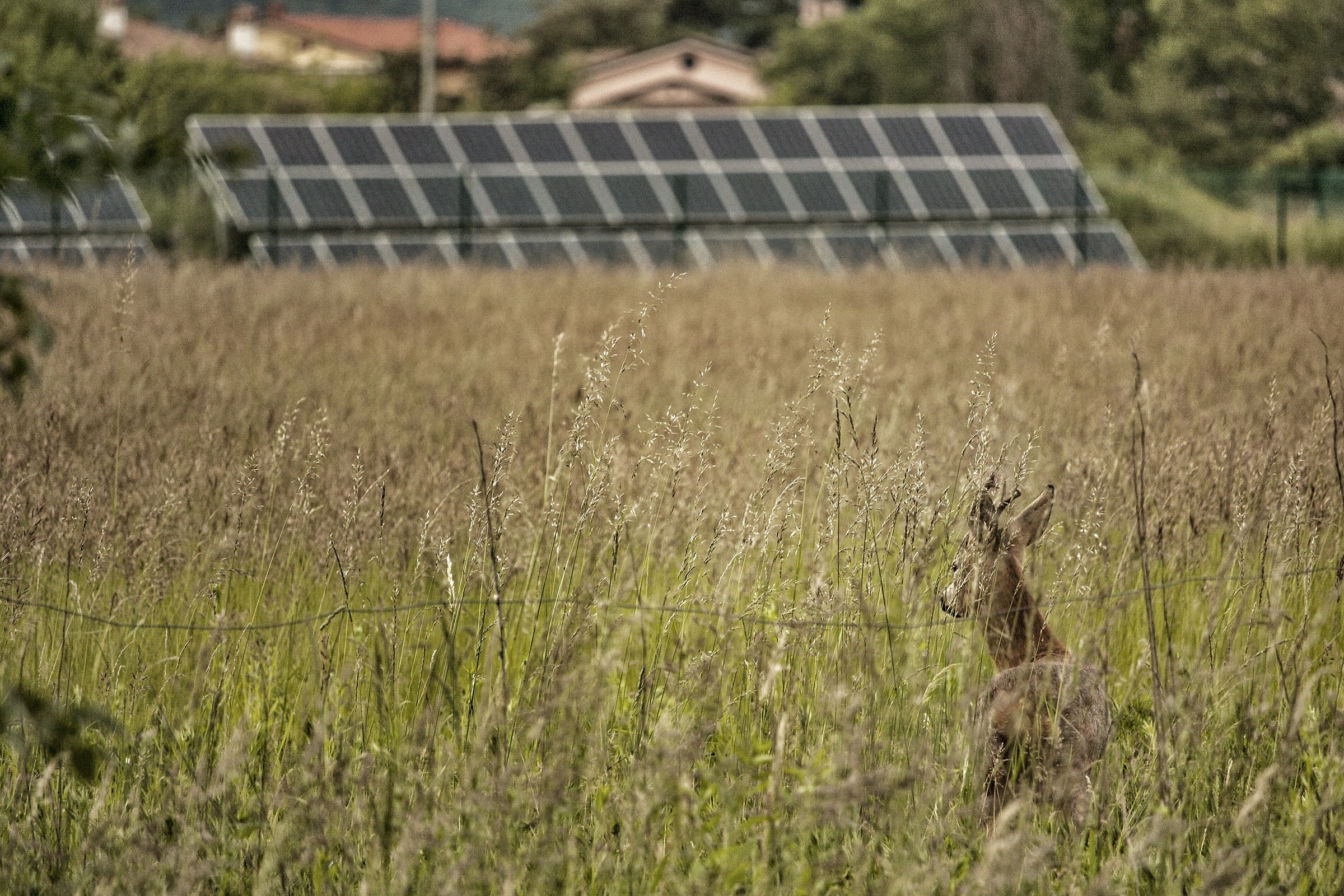 Capriolo thoughtfully