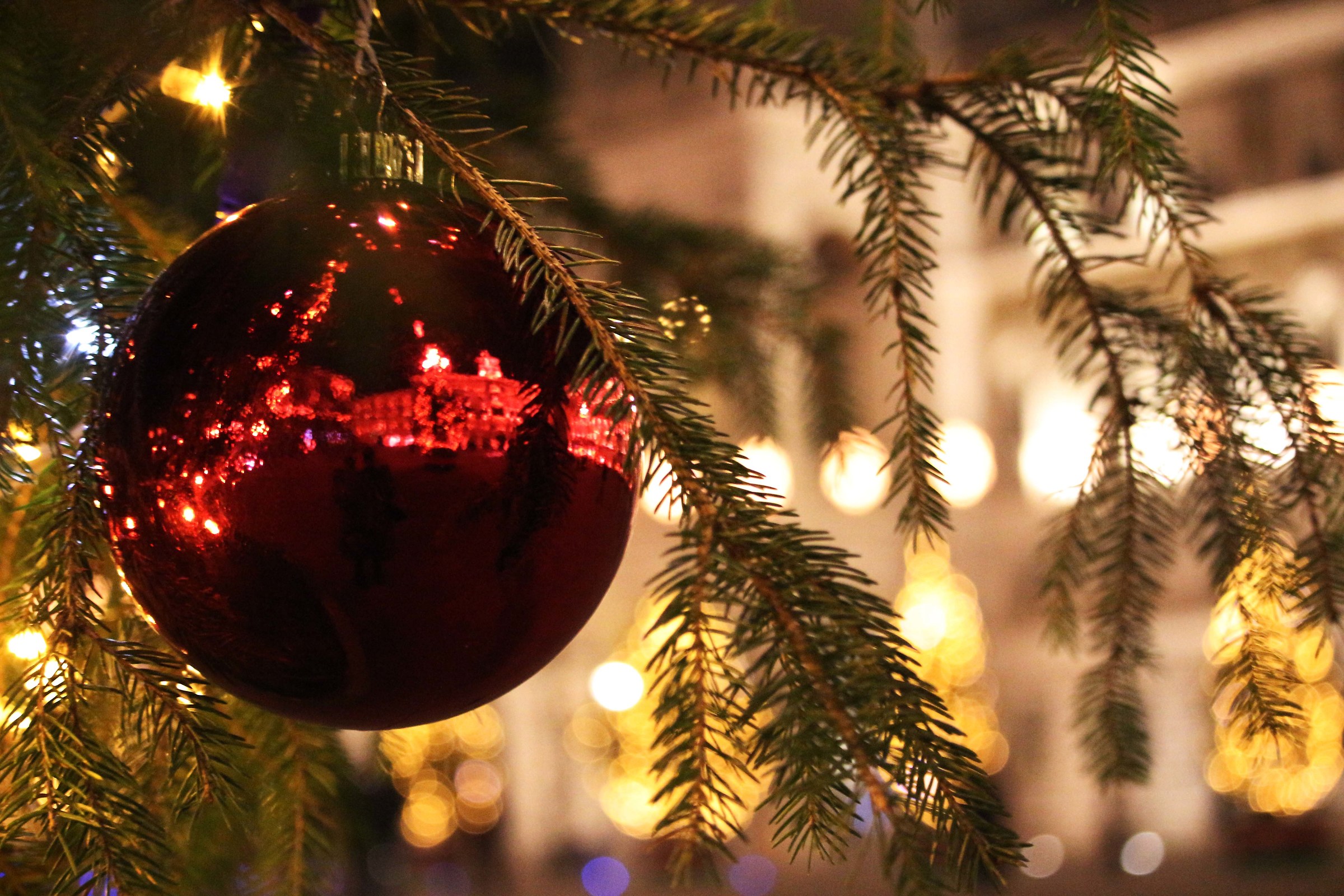 Among the branches in festival