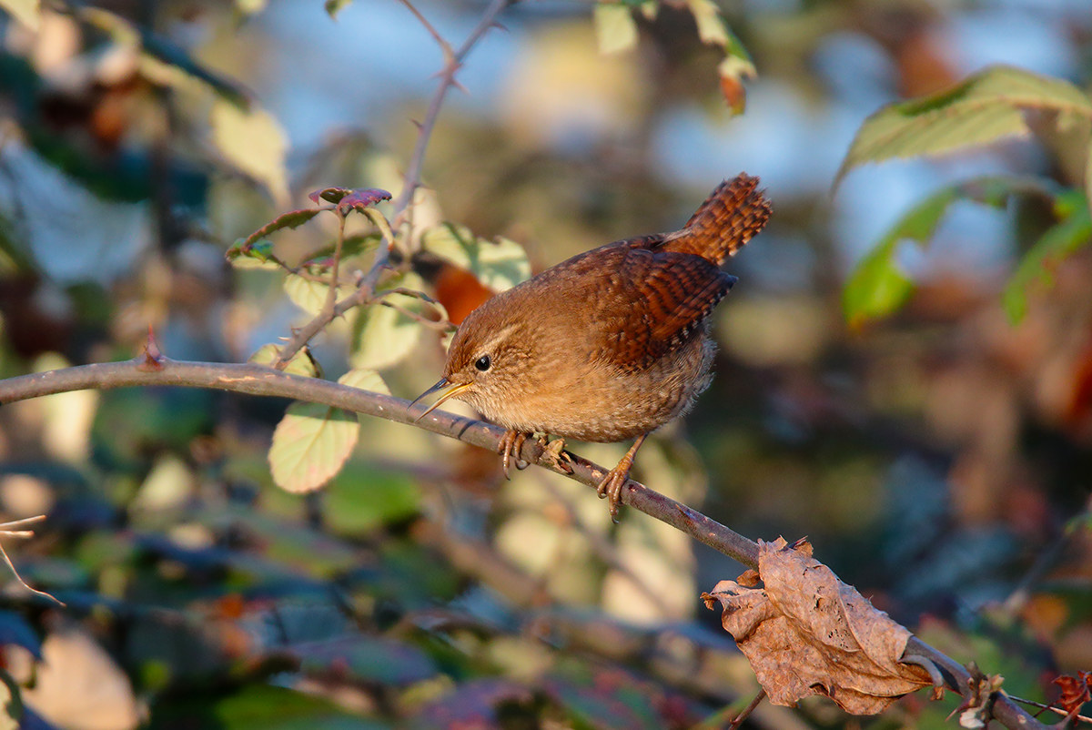 wren