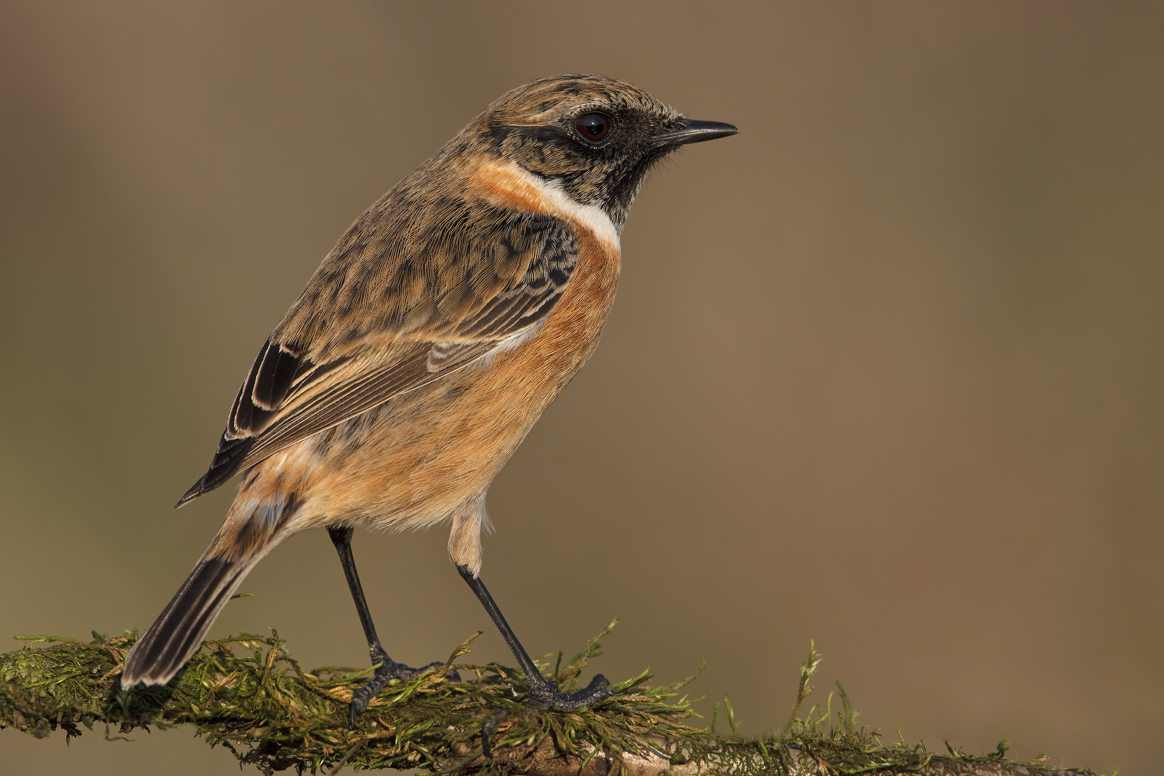 stonechat