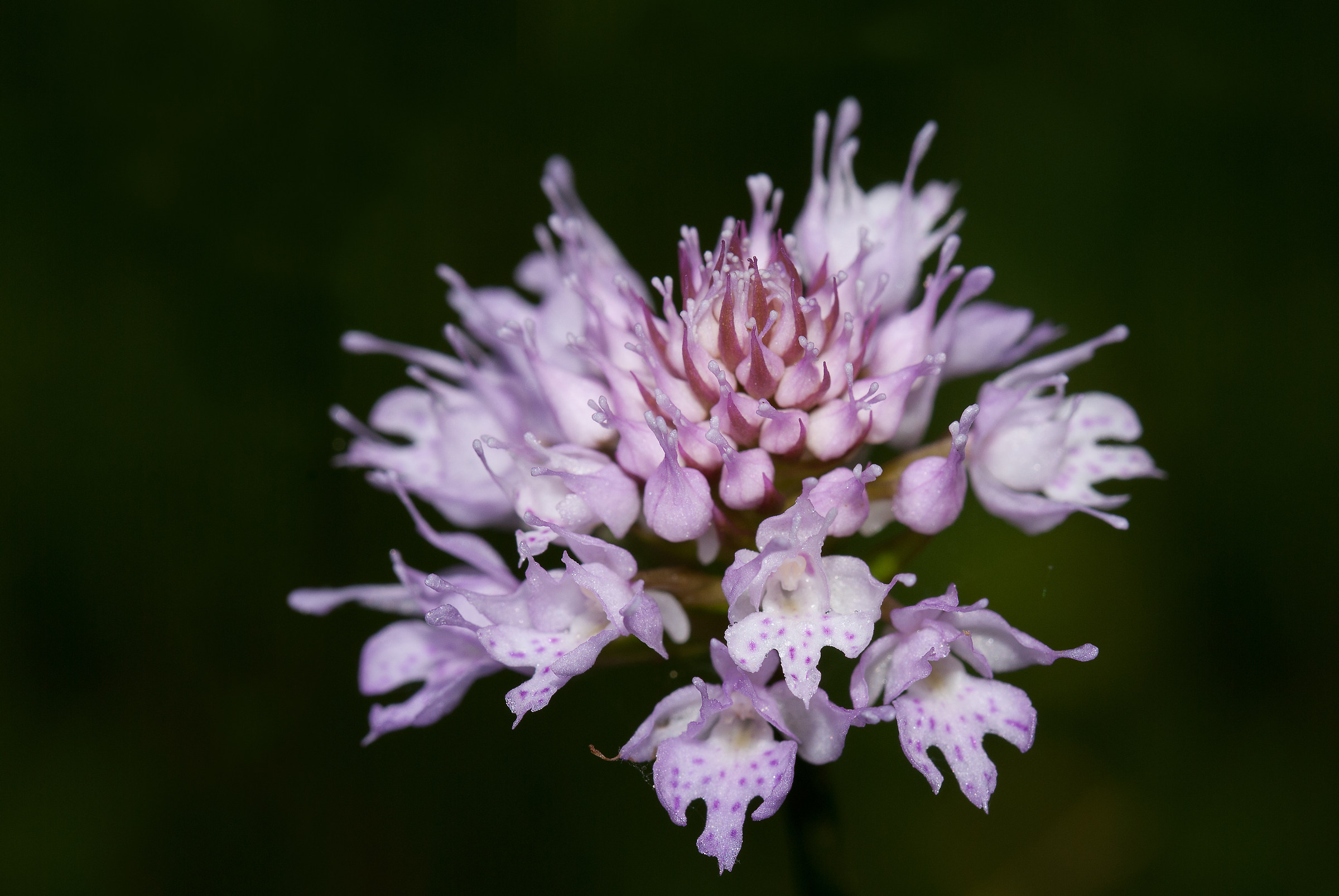 Traunsteinera globosa