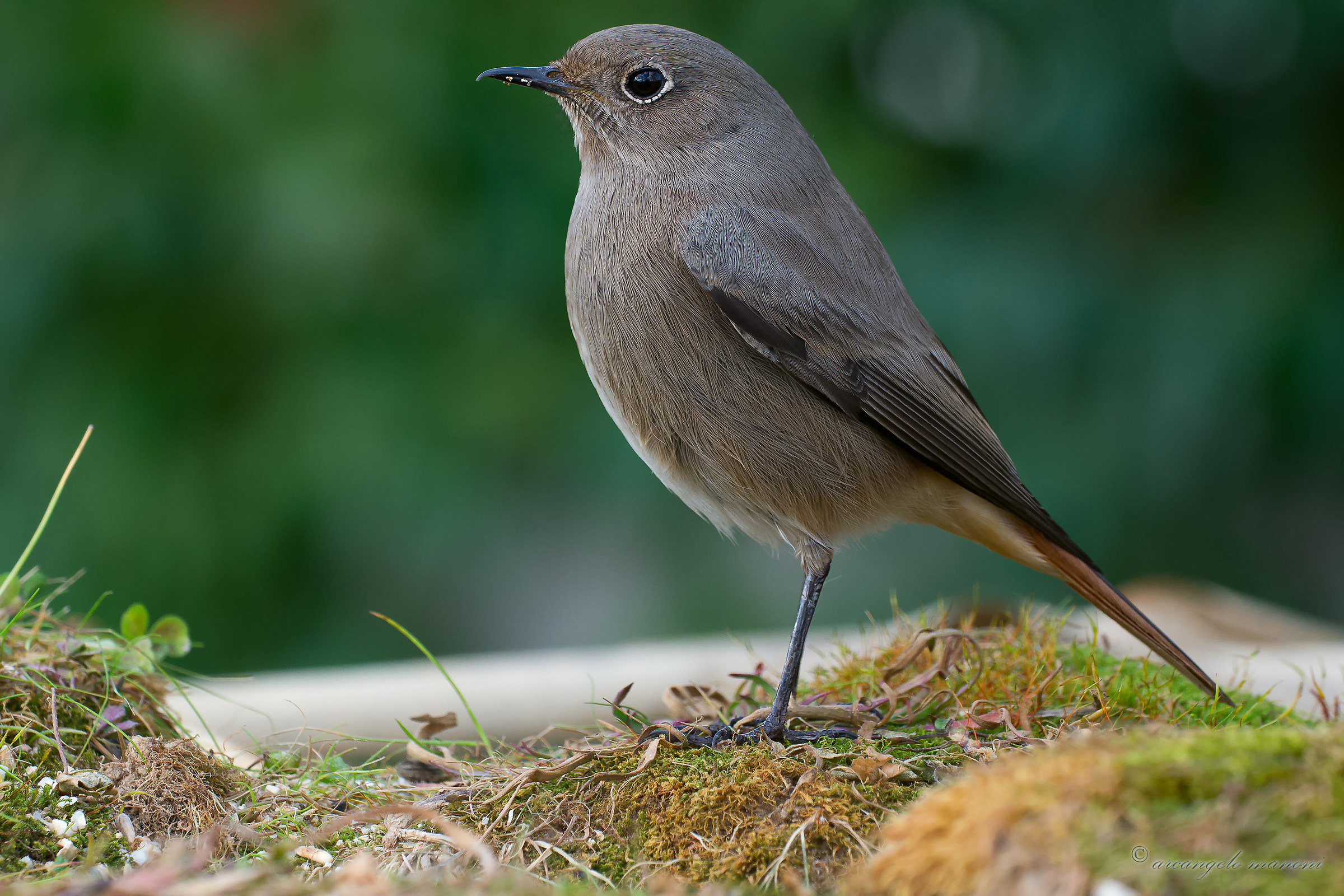 Redstart profile