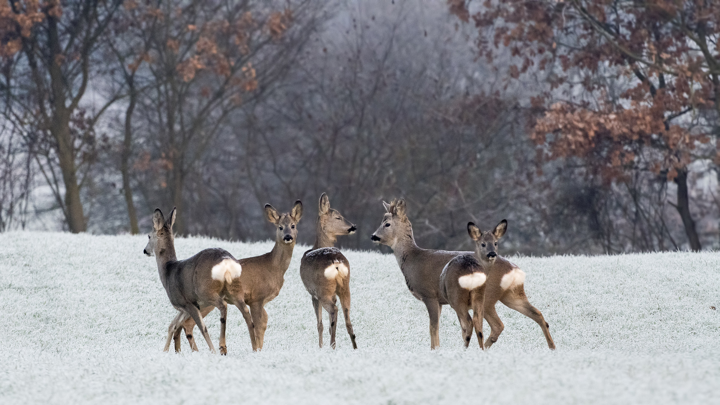 The Winter is coming