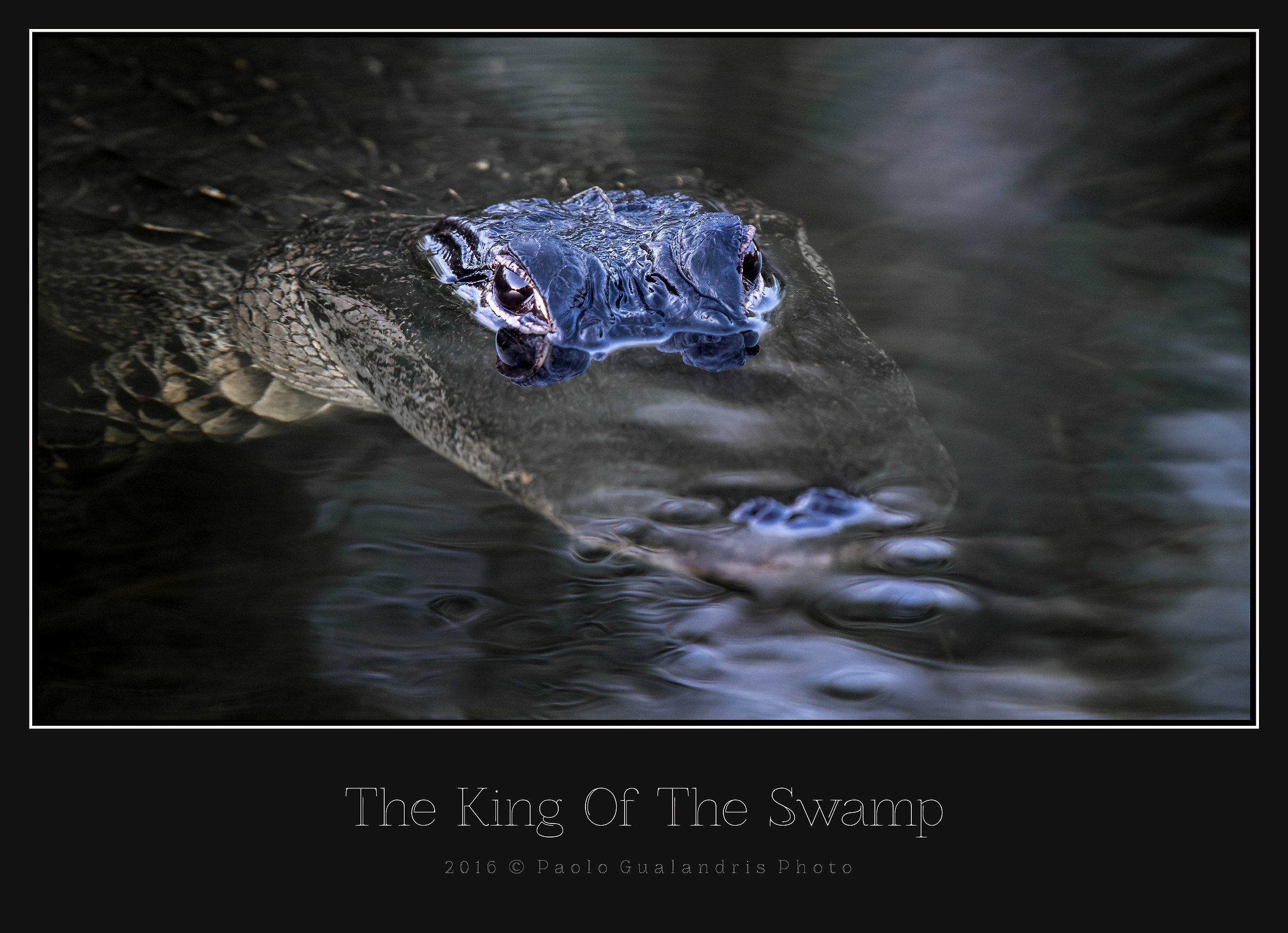 The King Of The Swamp